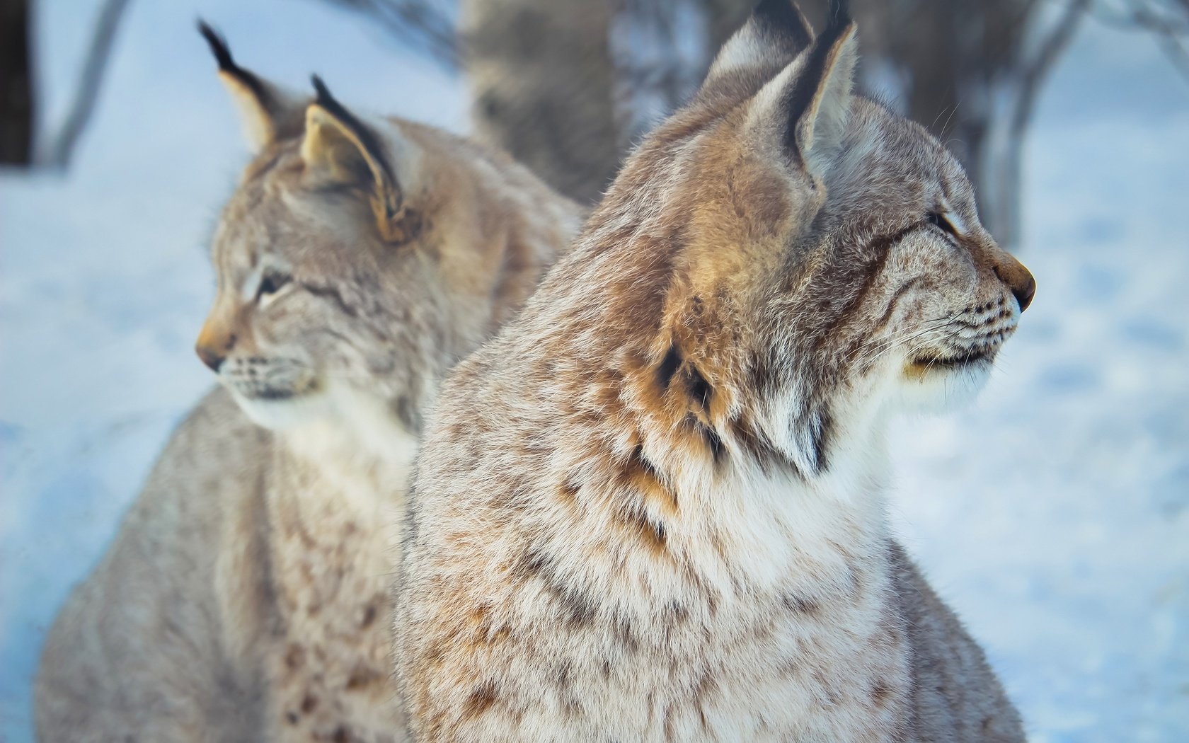 Обои снег, рыси, природа, зима, рысь, профиль, дикие кошки, морды, боке, snow, nature, winter, lynx, profile, wild cats, muzzle, bokeh разрешение 2880x1920 Загрузить