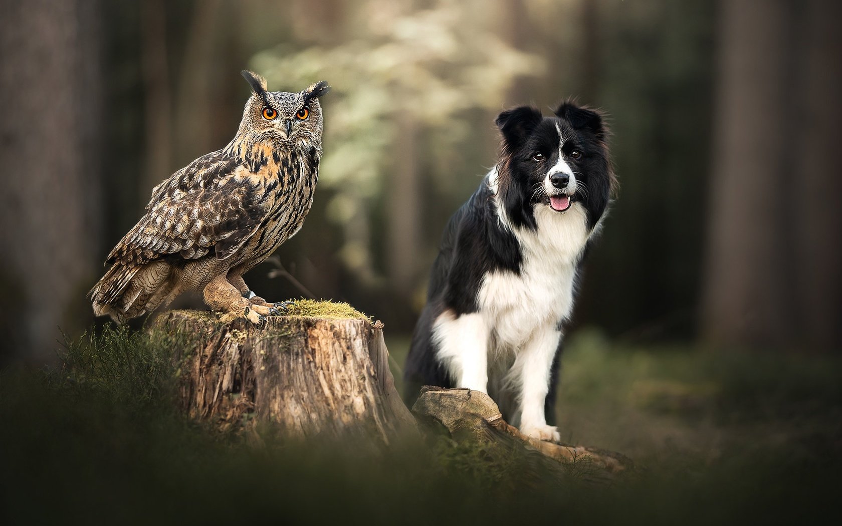 Обои сова, собака, птица, пень, боке, филин, owl, dog, bird, stump, bokeh разрешение 2048x1365 Загрузить