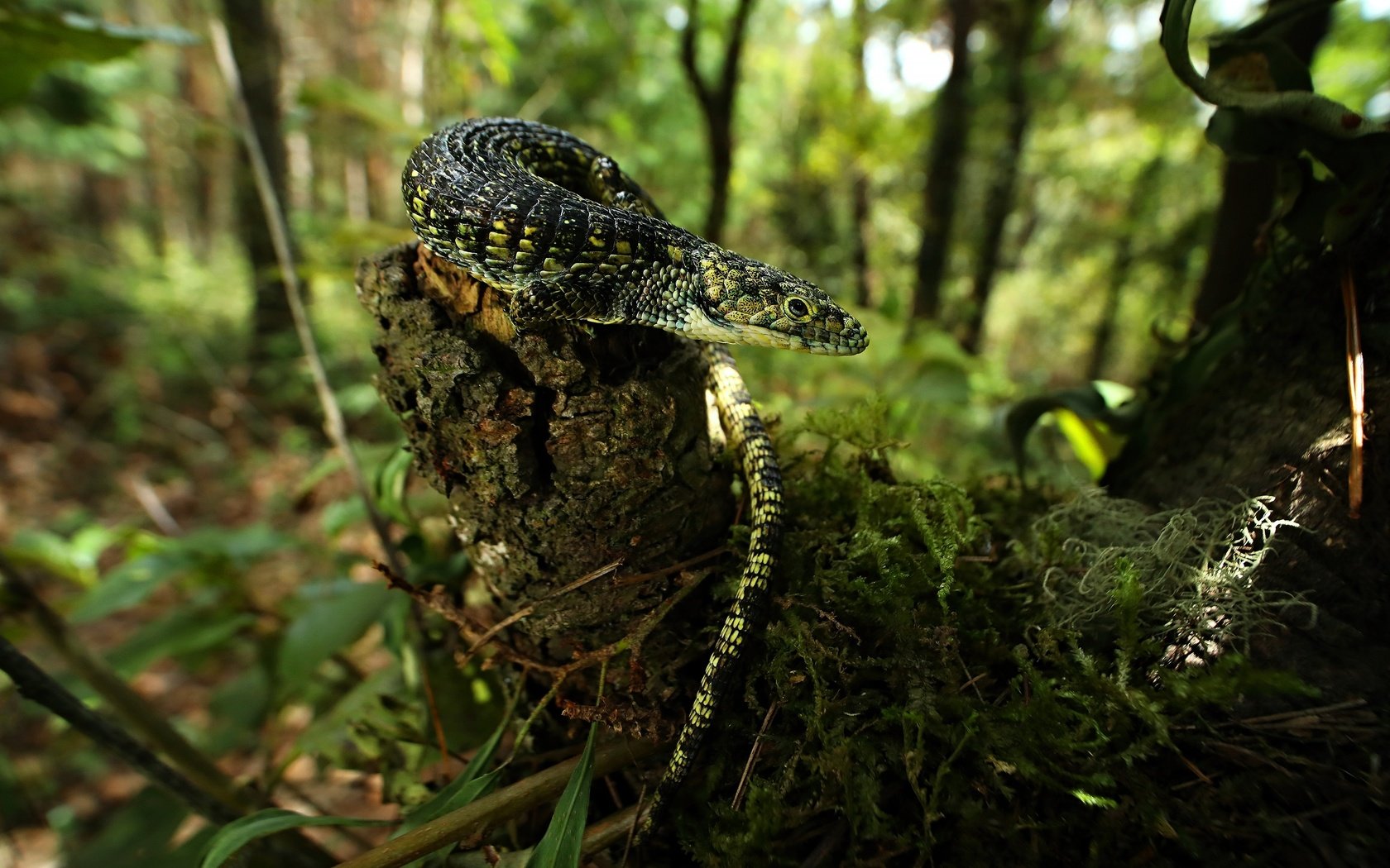 Обои трава, боке, природа, лес, взгляд, ящерица, мох, пень, сук, grass, bokeh, nature, forest, look, lizard, moss, stump, bitches разрешение 3840x2160 Загрузить