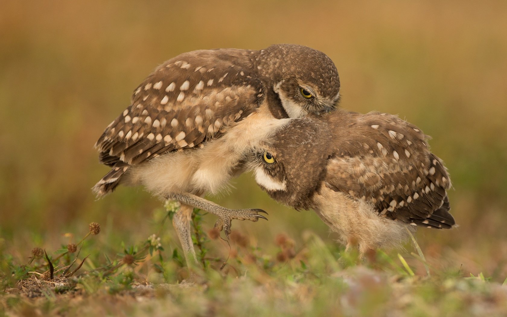 Обои трава, птицы, боке, совы, сычи, grass, birds, bokeh, owls разрешение 3043x2579 Загрузить