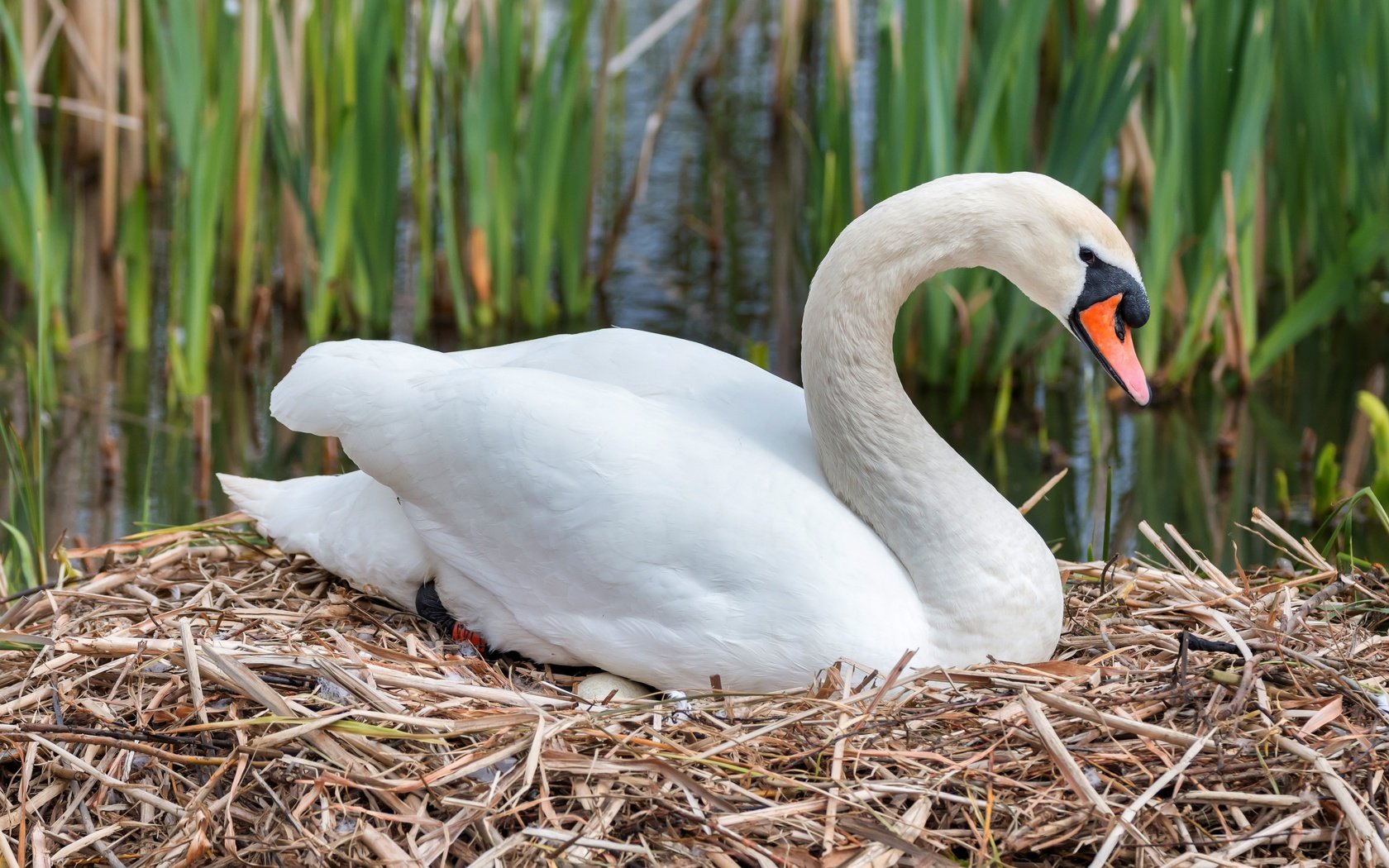 Обои белый, птица, клюв, перья, лебедь, гнездо, white, bird, beak, feathers, swan, socket разрешение 5249x3499 Загрузить