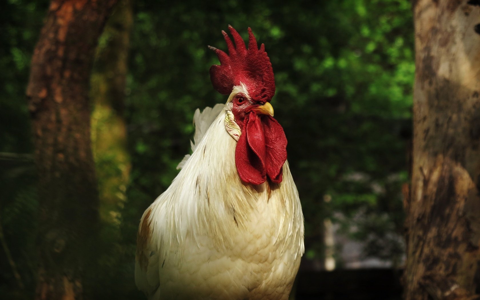 Обои белый, птица, клюв, темный фон, перья, петух, white, bird, beak, the dark background, feathers, cock разрешение 3072x1728 Загрузить