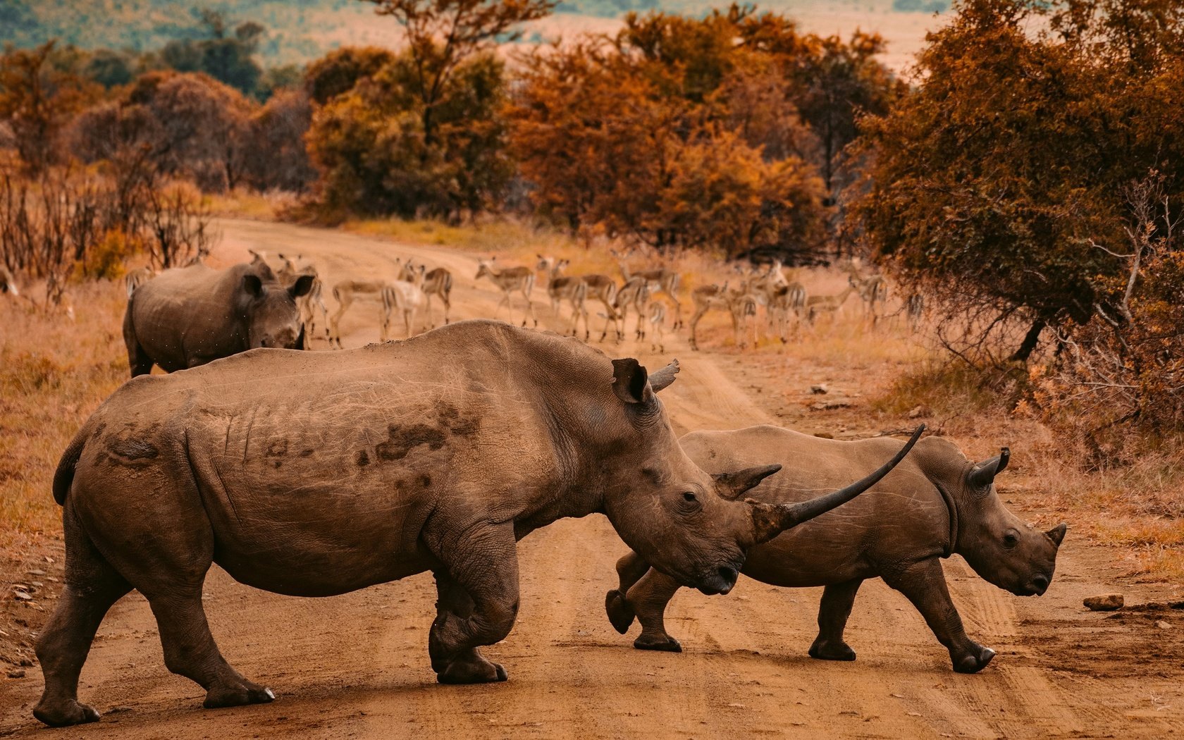 Обои дорога, природа, осень, африка, прогулка, носороги, road, nature, autumn, africa, walk, rhinos разрешение 2880x2050 Загрузить