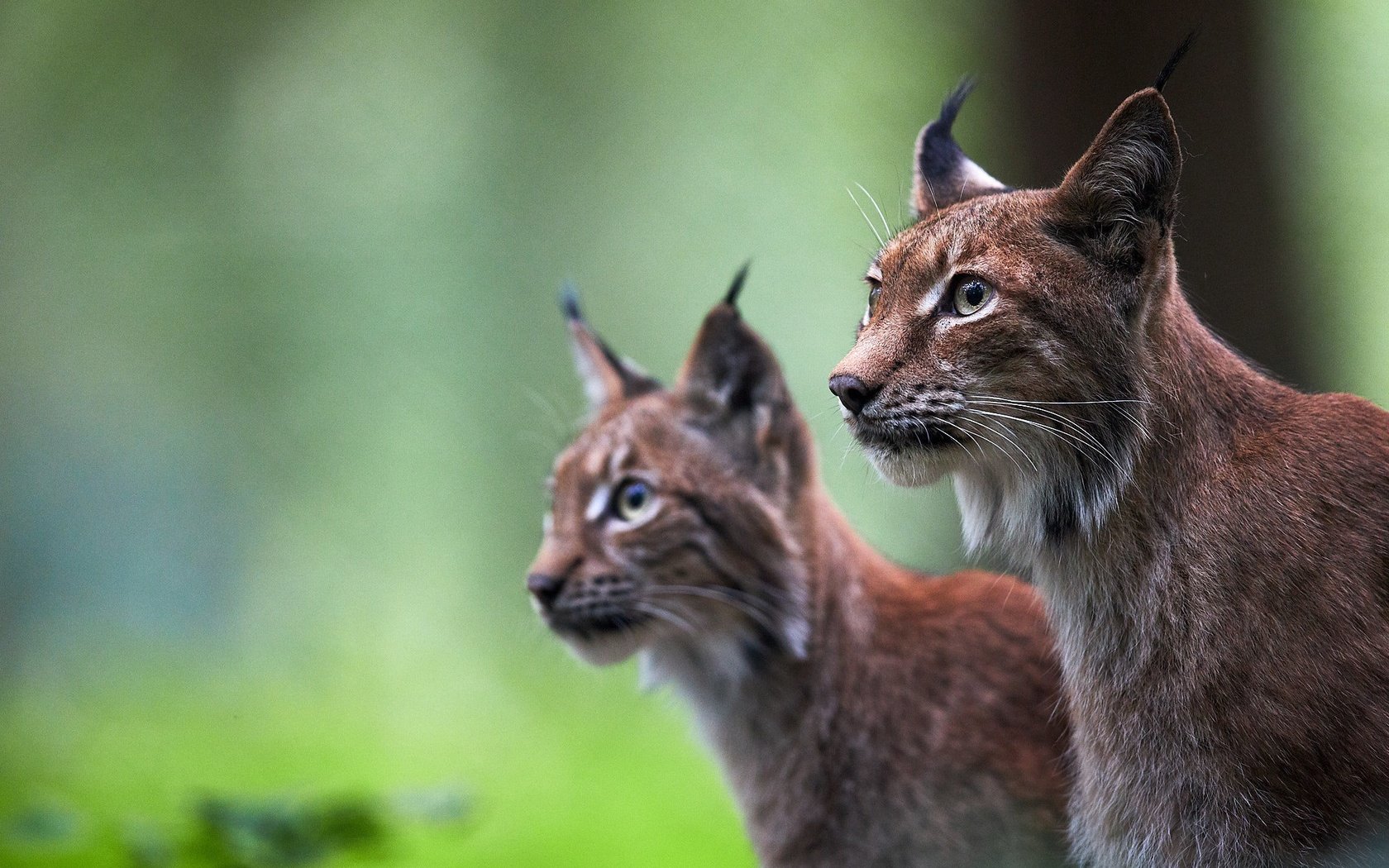 Обои фон, рысь, пара, дикие кошки, background, lynx, pair, wild cats разрешение 2048x1365 Загрузить