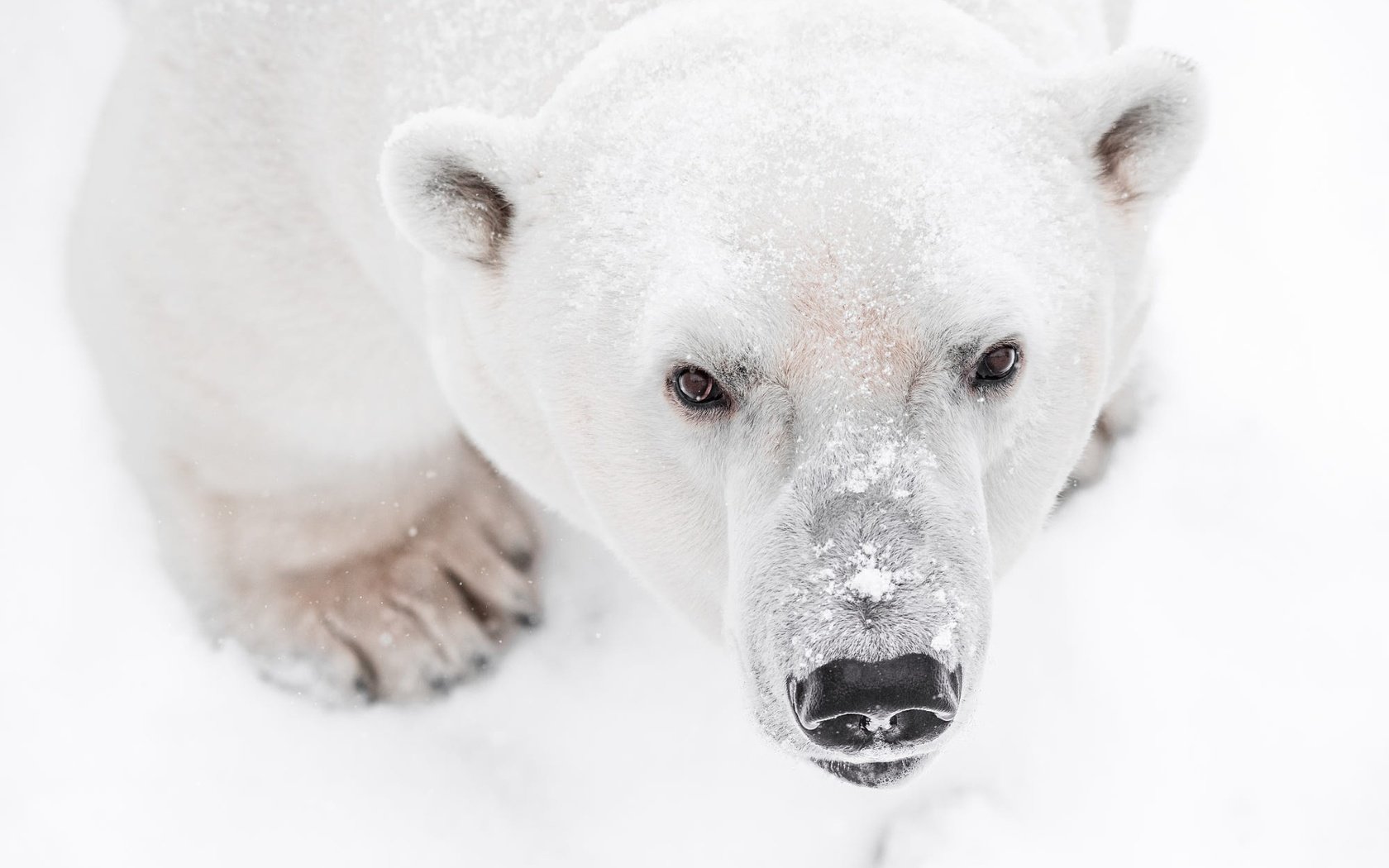 Обои морда, снег, лапы, взгляд, медведь, белый медведь, face, snow, paws, look, bear, polar bear разрешение 2000x1335 Загрузить