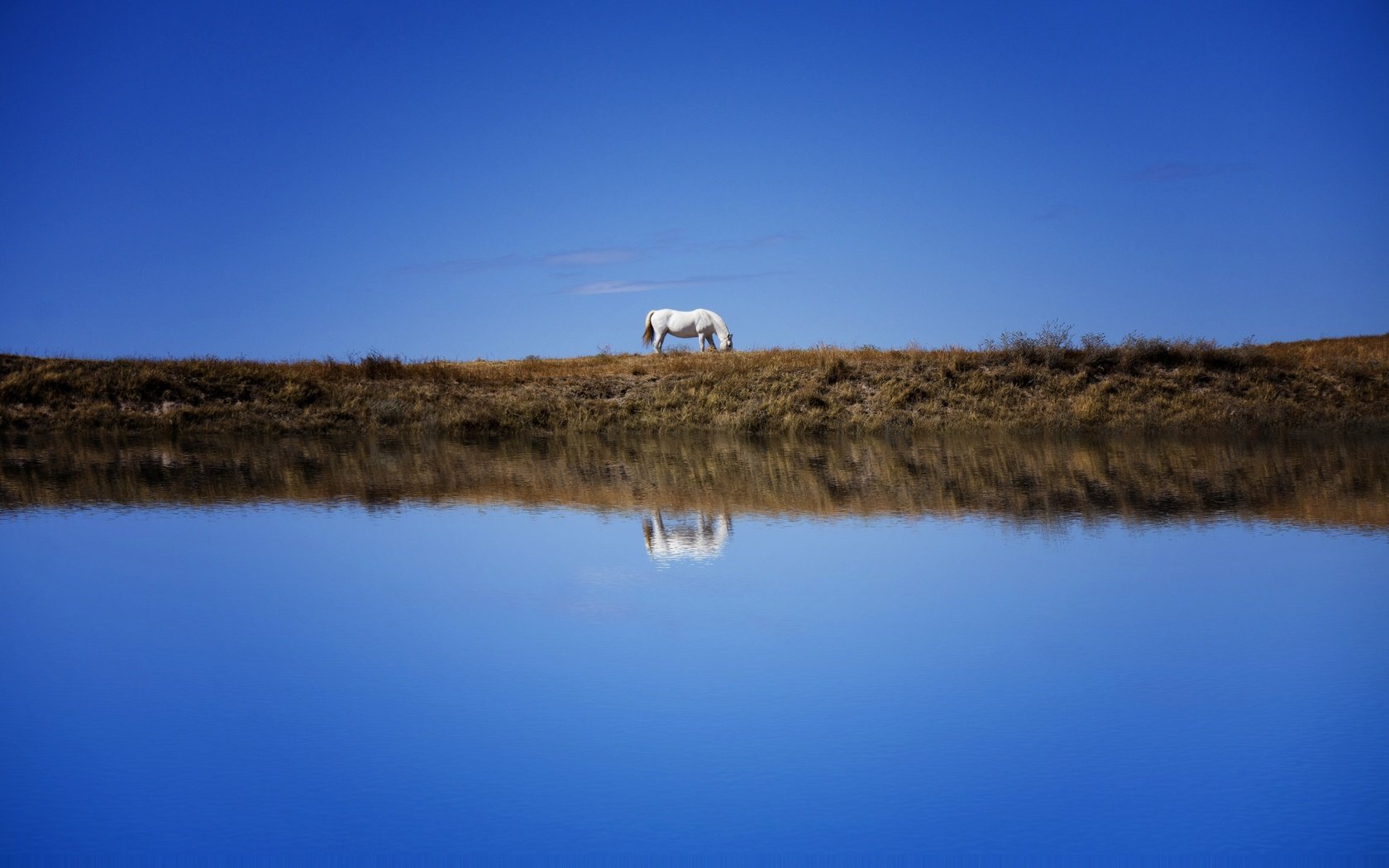 Обои небо, лошадь, берег, отражение, водоем, конь, синева, the sky, horse, shore, reflection, pond, blue разрешение 6000x3766 Загрузить