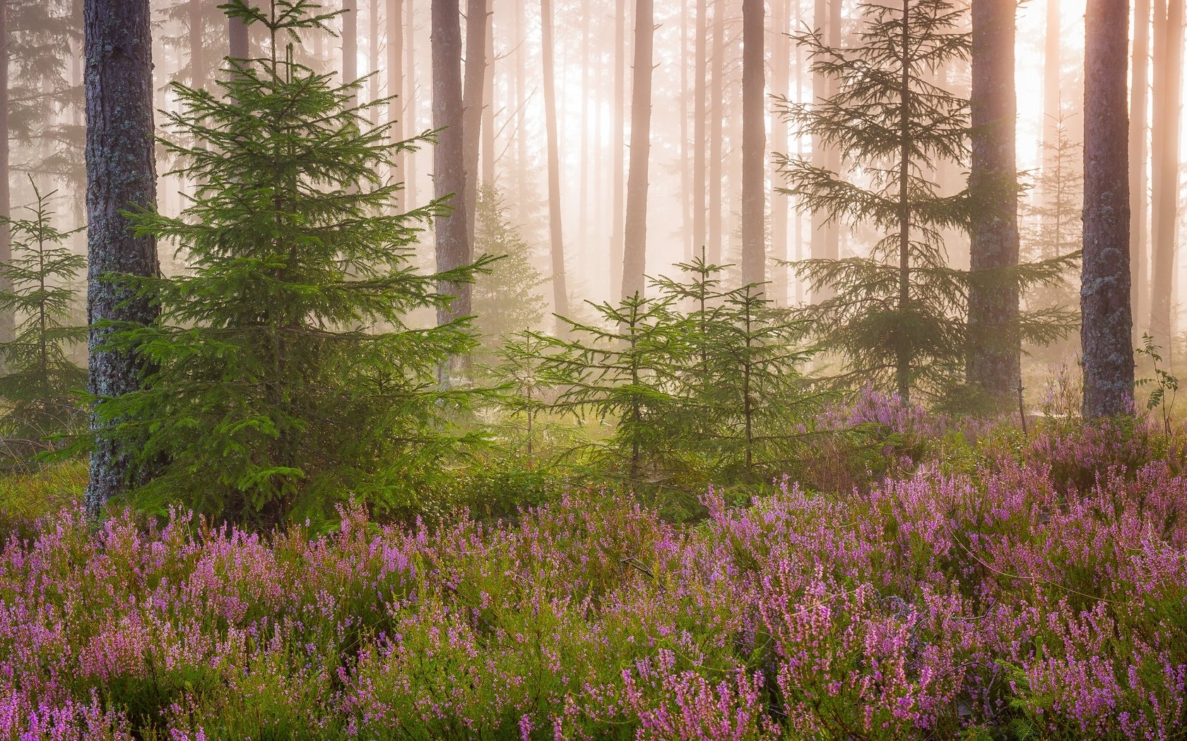 Обои свет, цветы, природа, лес, елки, light, flowers, nature, forest, tree разрешение 2499x1932 Загрузить