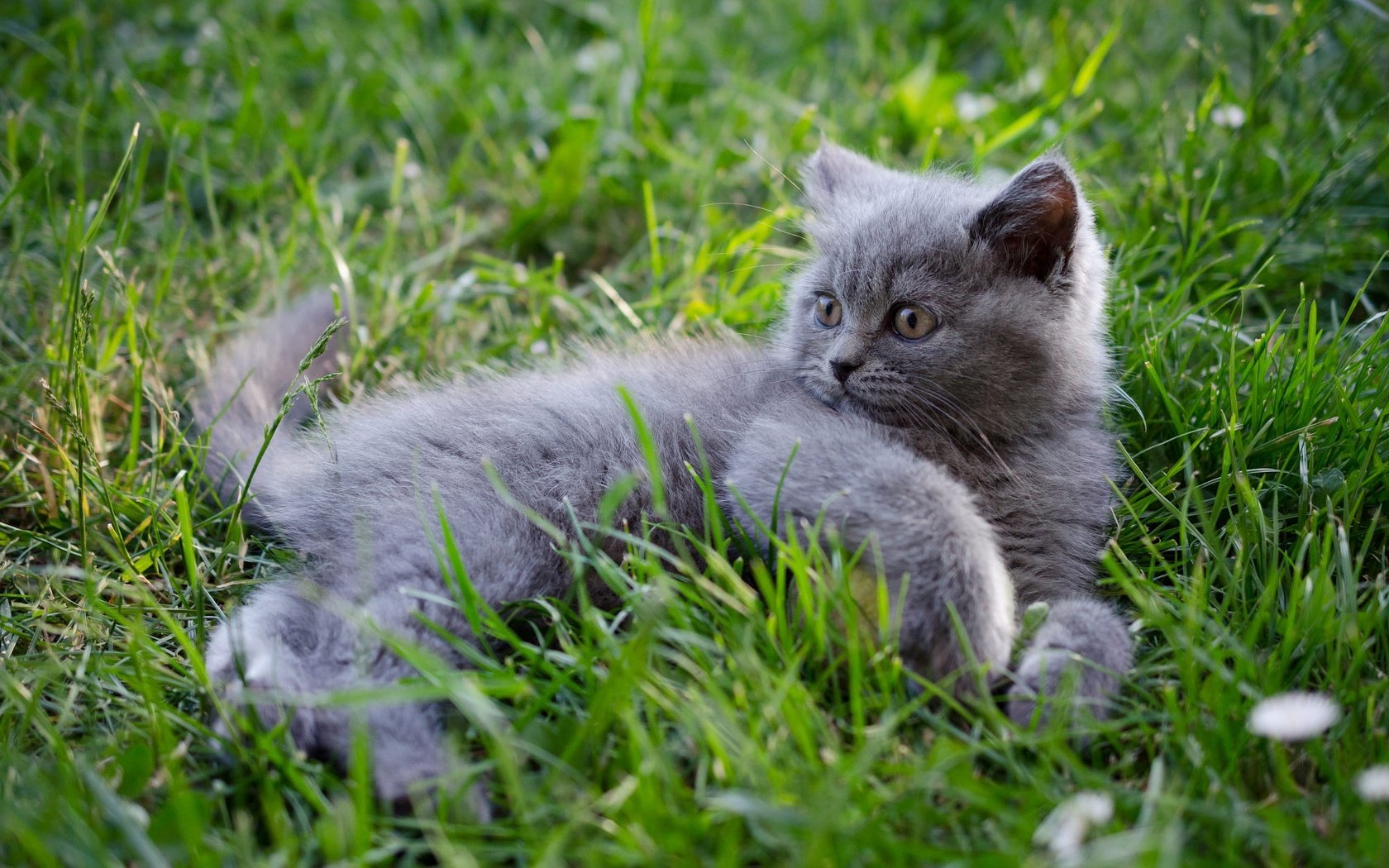 Обои трава, кошка, взгляд, котенок, лежит, мордашка, британский, grass, cat, look, kitty, lies, face, british разрешение 2000x1325 Загрузить