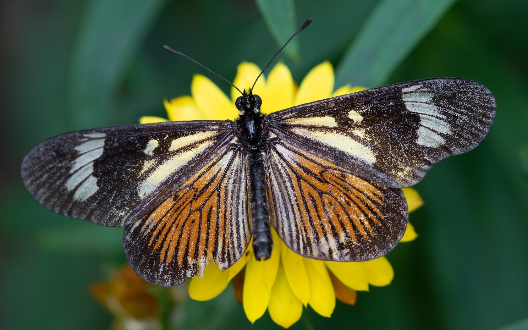 Обои желтый, макро, цветок, бабочка, yellow, macro, flower, butterfly разрешение 5706x3210 Загрузить