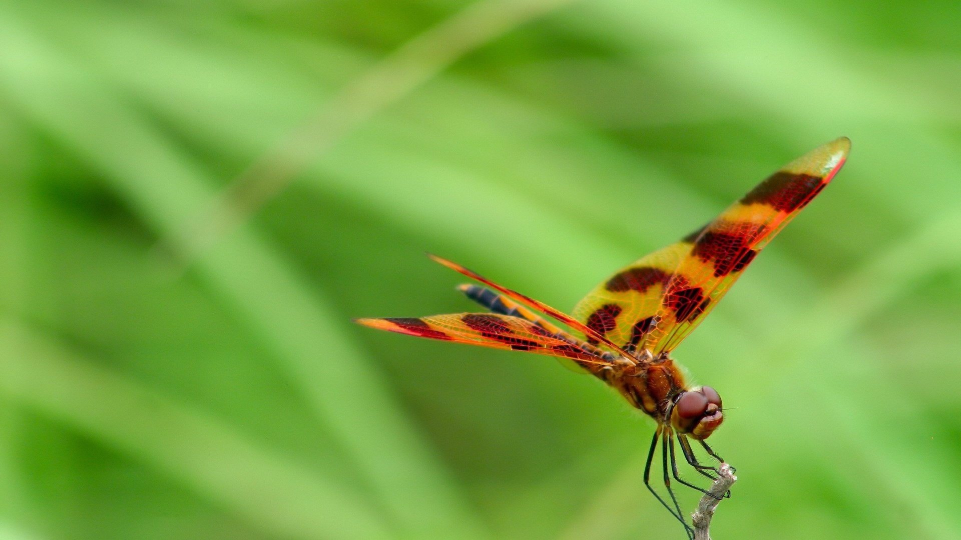 Обои ветка, зелень, стрекоза, branch, greens, dragonfly разрешение 1920x1440 Загрузить