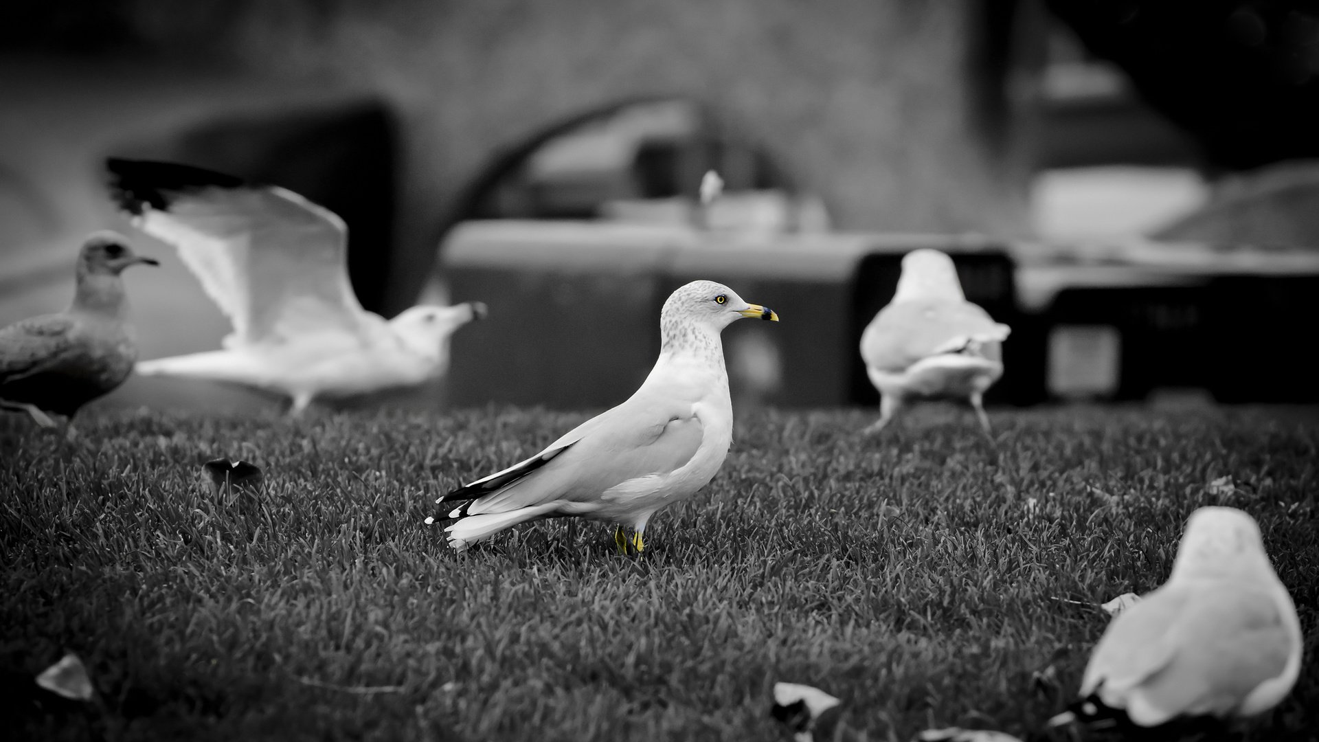 Обои клюв, чб, чайки, beak, bw, seagulls разрешение 2560x1600 Загрузить