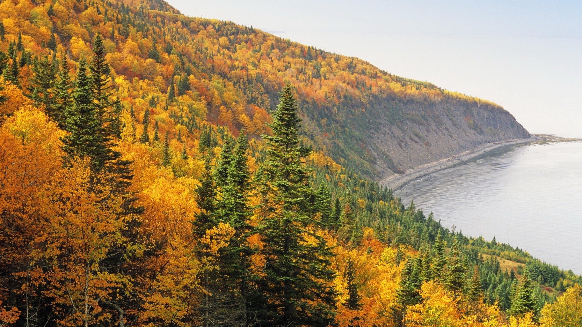 Обои деревья, берег, лес, осень, trees, shore, forest, autumn разрешение 1920x1200 Загрузить