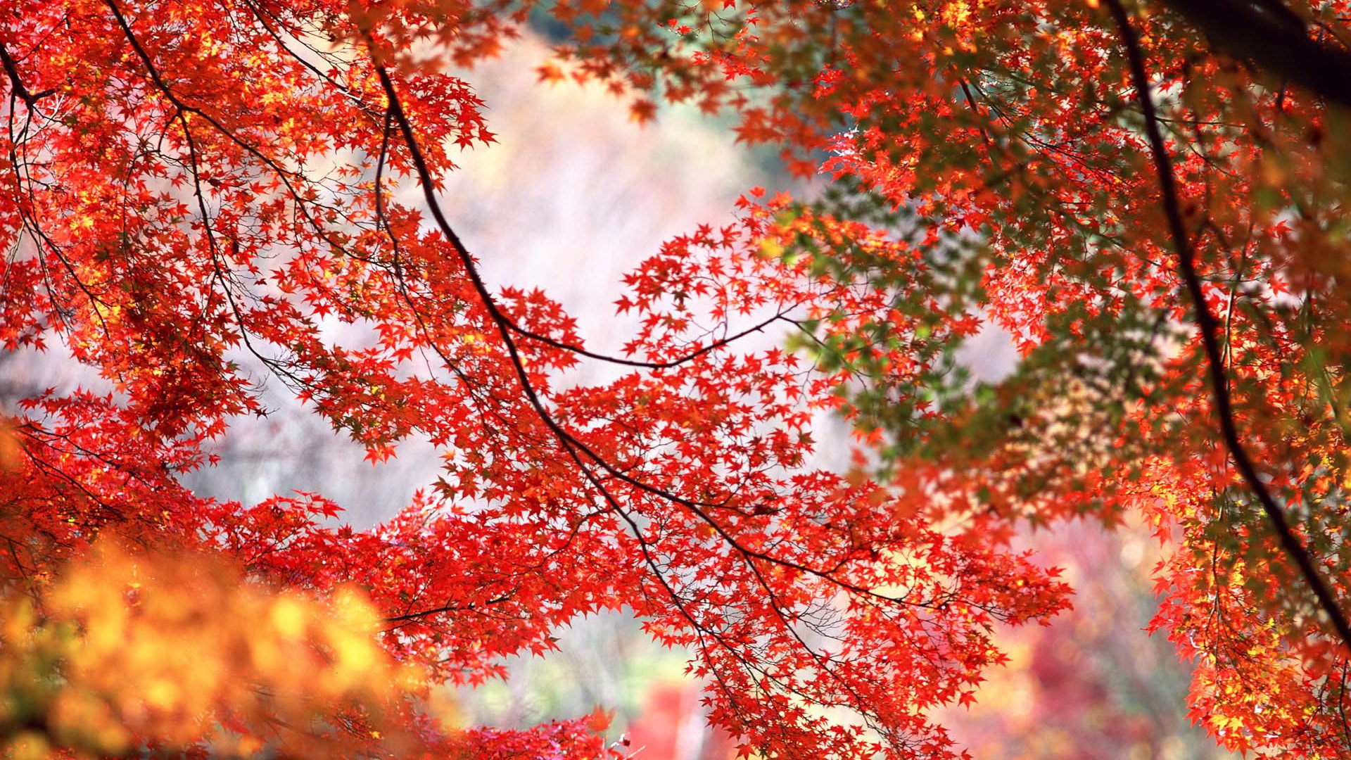 Обои деревья, ветки, осень, красные, оранжевые, кленовые листья, trees, branches, autumn, red, orange, maple leaves разрешение 1920x1200 Загрузить