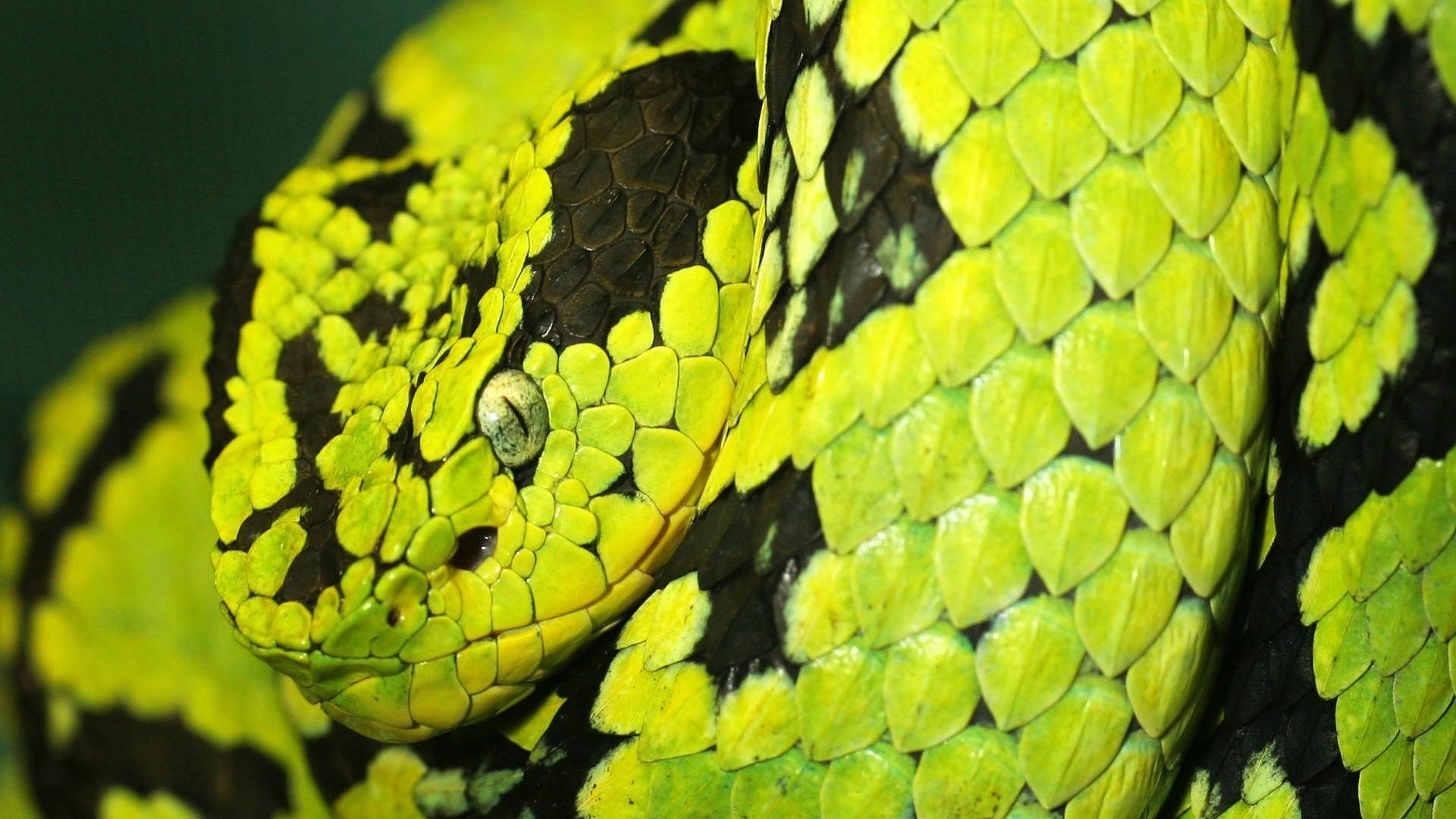 Обои змея, полосатая, необычная, питон, snake, striped, unusual, python разрешение 1920x1200 Загрузить