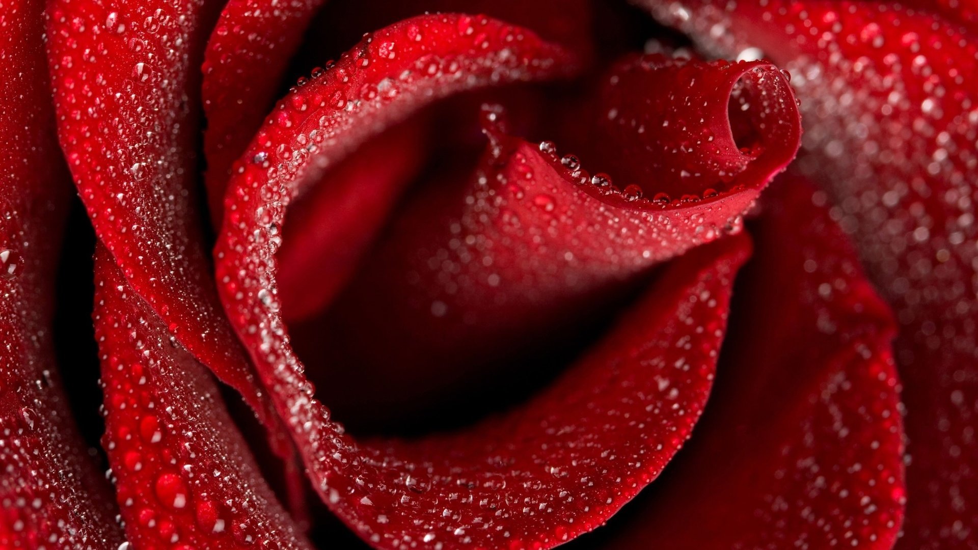 Обои цветы, макро, капли, роза, красный, flowers, macro, drops, rose, red разрешение 2560x1600 Загрузить