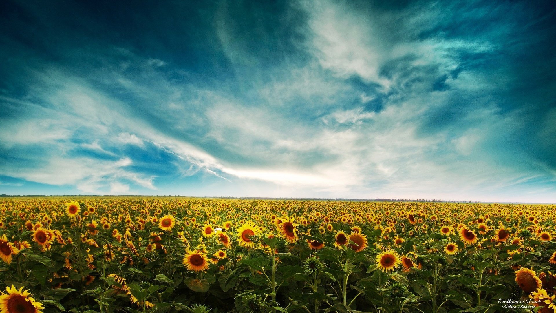 Обои небо, облака, поле, подсолнухи, the sky, clouds, field, sunflowers разрешение 1920x1200 Загрузить