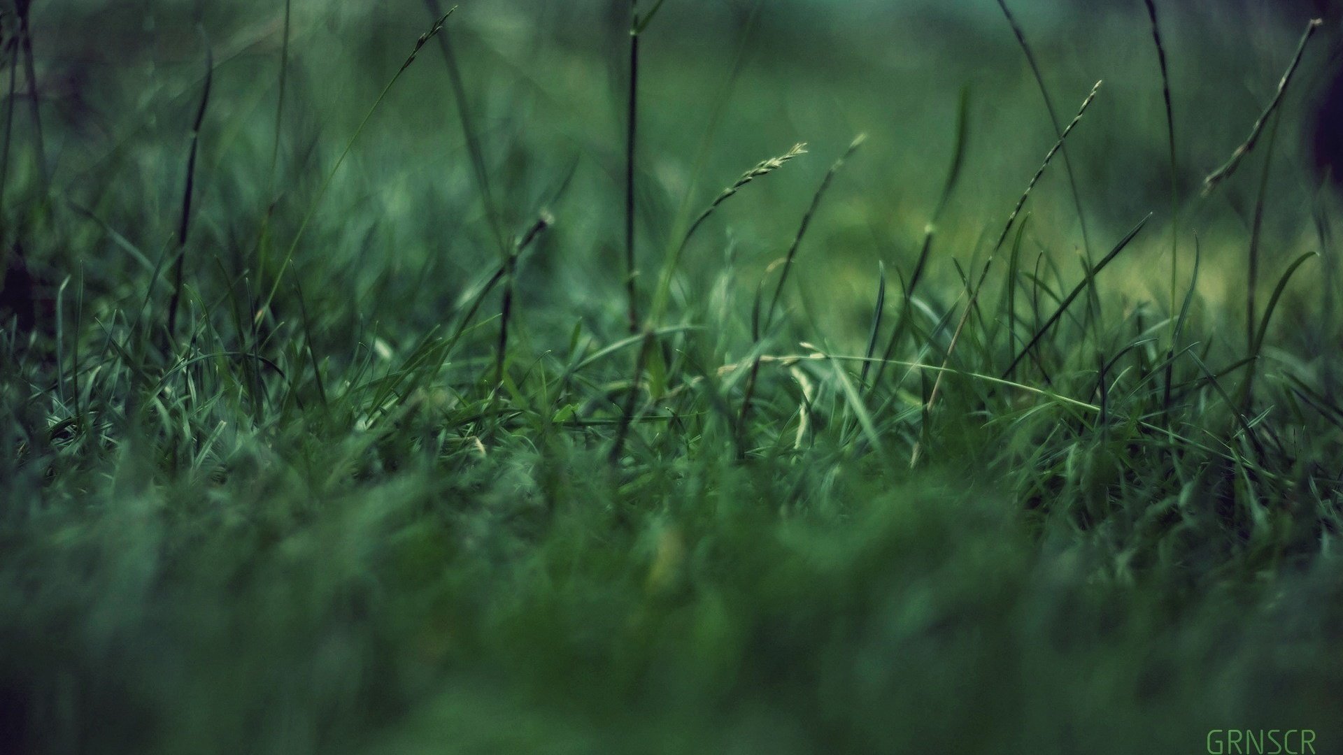 Обои трава, макро, зеленая фигня, концентрация, grass, macro, green garbage, concentration разрешение 1920x1200 Загрузить