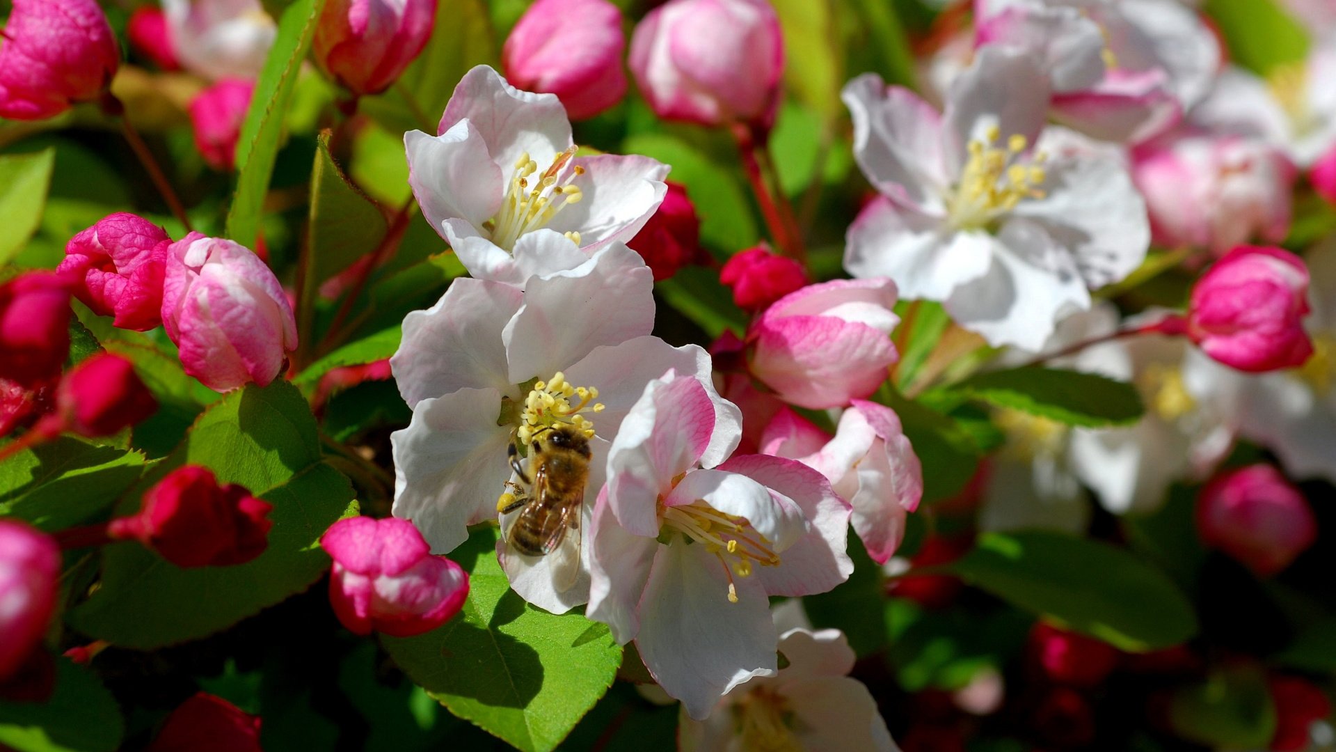 Обои цветы, дерево, цветение, насекомое, весна, пчела, flowers, tree, flowering, insect, spring, bee разрешение 1920x1200 Загрузить