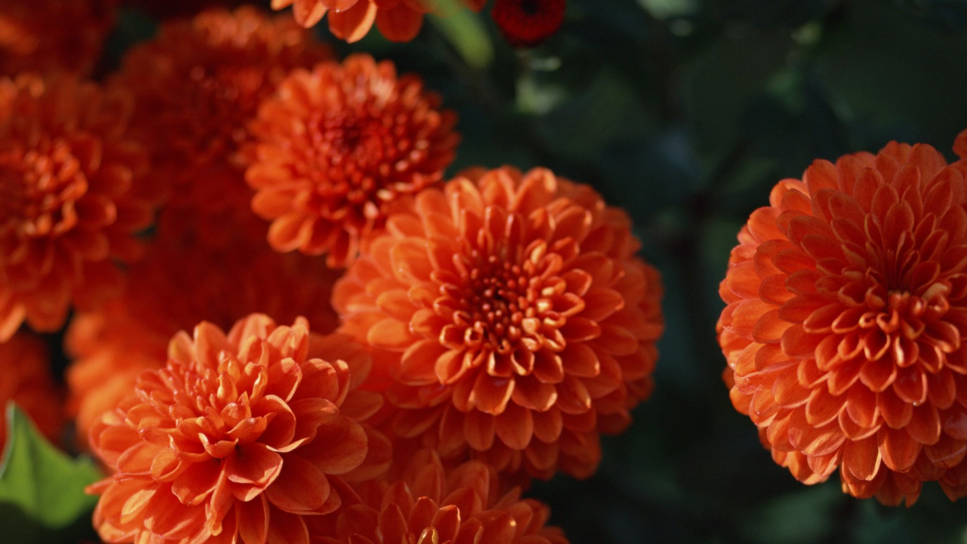 Обои цветы, оранжевый, георгины, flowers, orange, dahlias разрешение 1920x1200 Загрузить