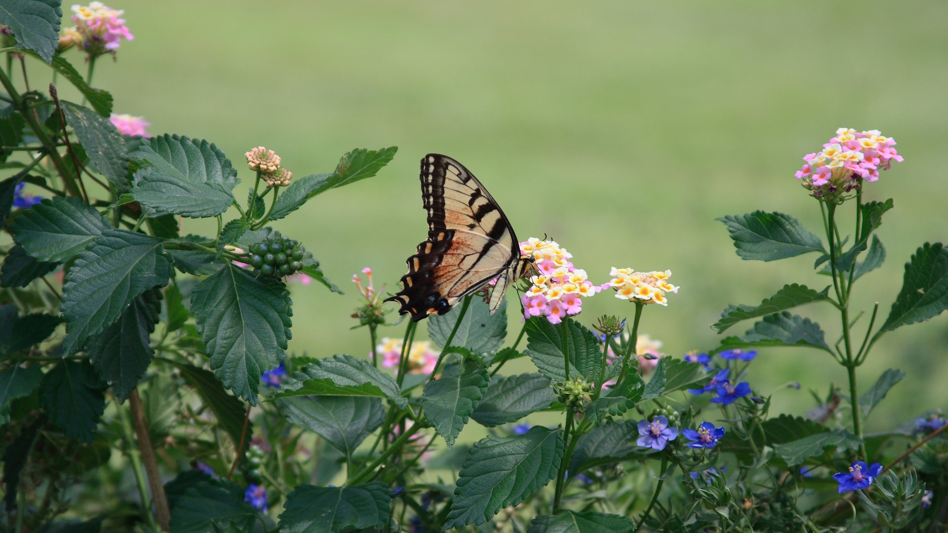 Обои цветы, насекомое, бабочка, крылья, flowers, insect, butterfly, wings разрешение 2560x1600 Загрузить