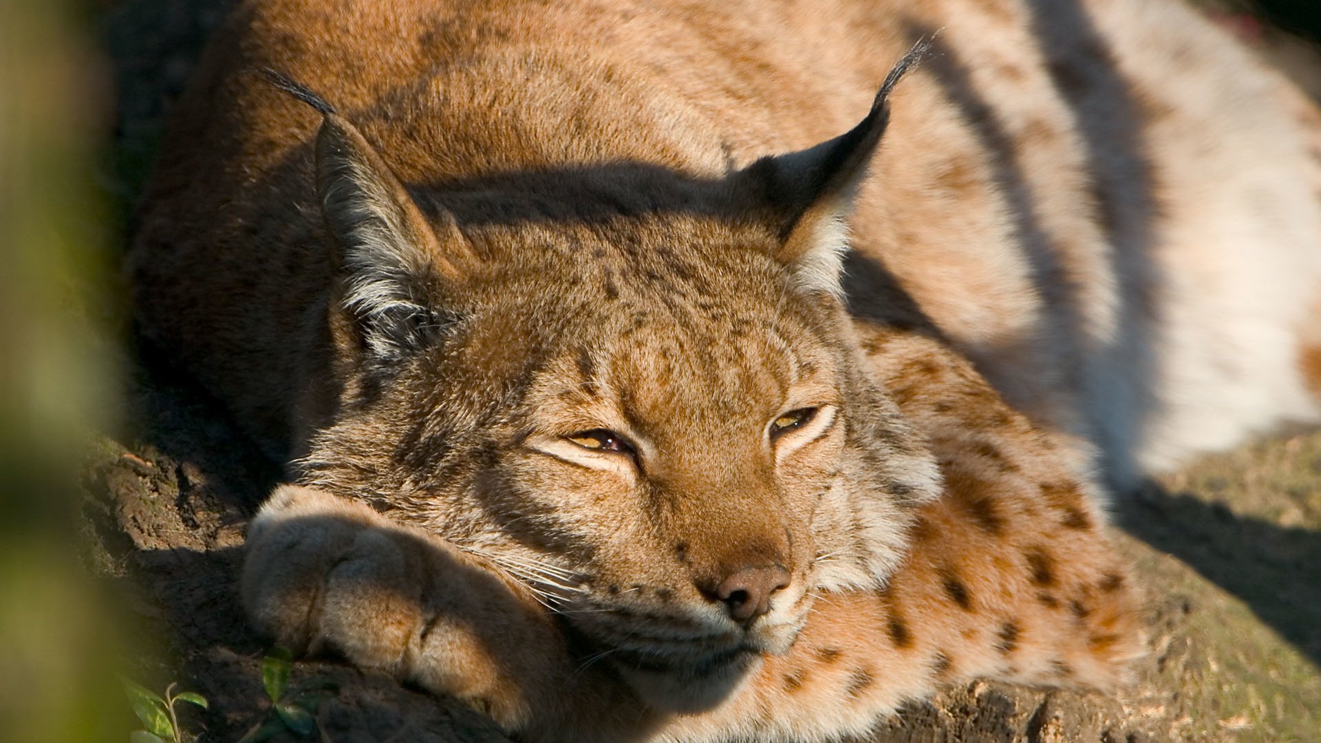 Обои рысь, хищник, дикая кошка, best wallpapers, lynx, predator, wild cat разрешение 1920x1200 Загрузить