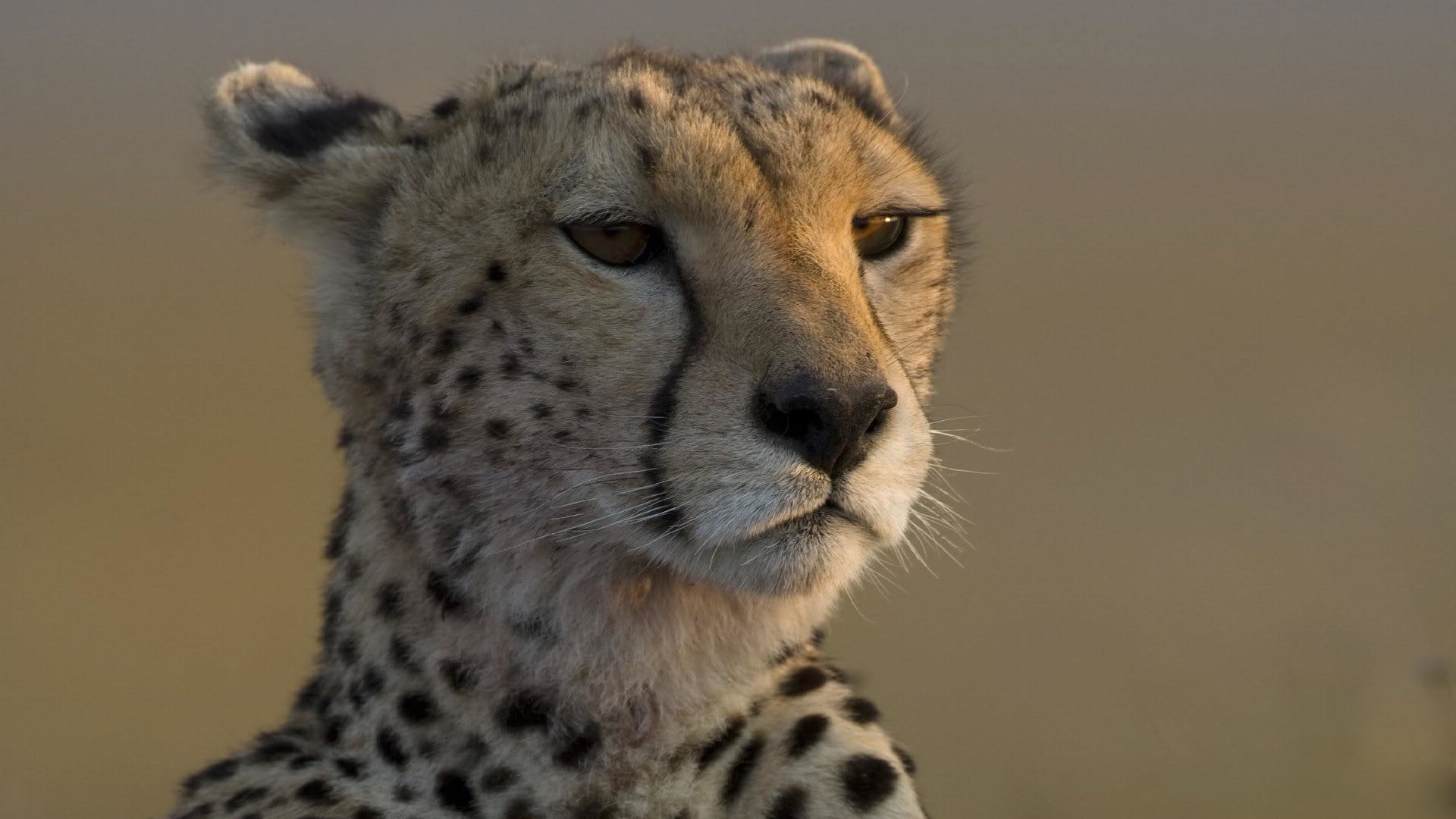 Обои взгляд, гепард, look, cheetah разрешение 1920x1200 Загрузить