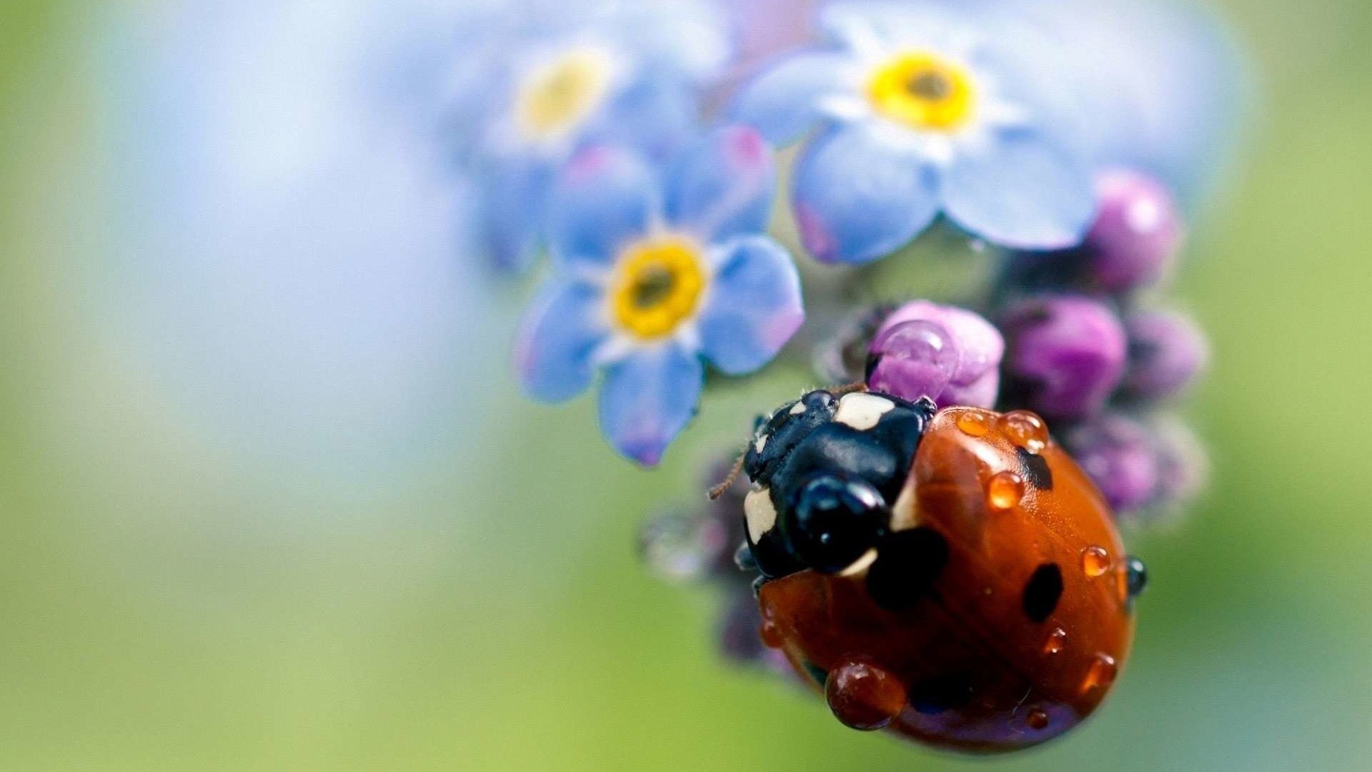 Обои жук, цветок, капли, насекомые, божья коровка, незабудка, beetle, flower, drops, insects, ladybug, forget-me-not разрешение 1920x1200 Загрузить