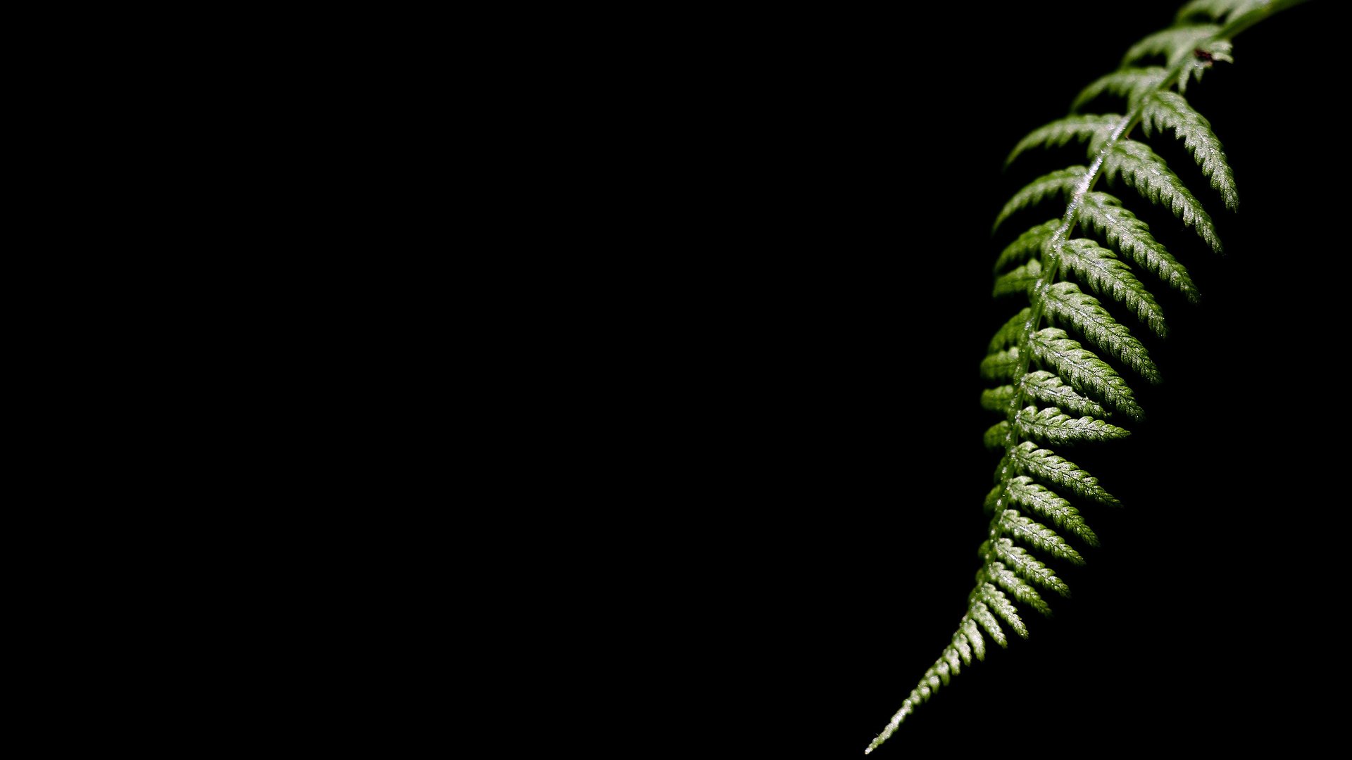 Обои темный фон, лист папоротника, the dark background, fern разрешение 2560x1600 Загрузить