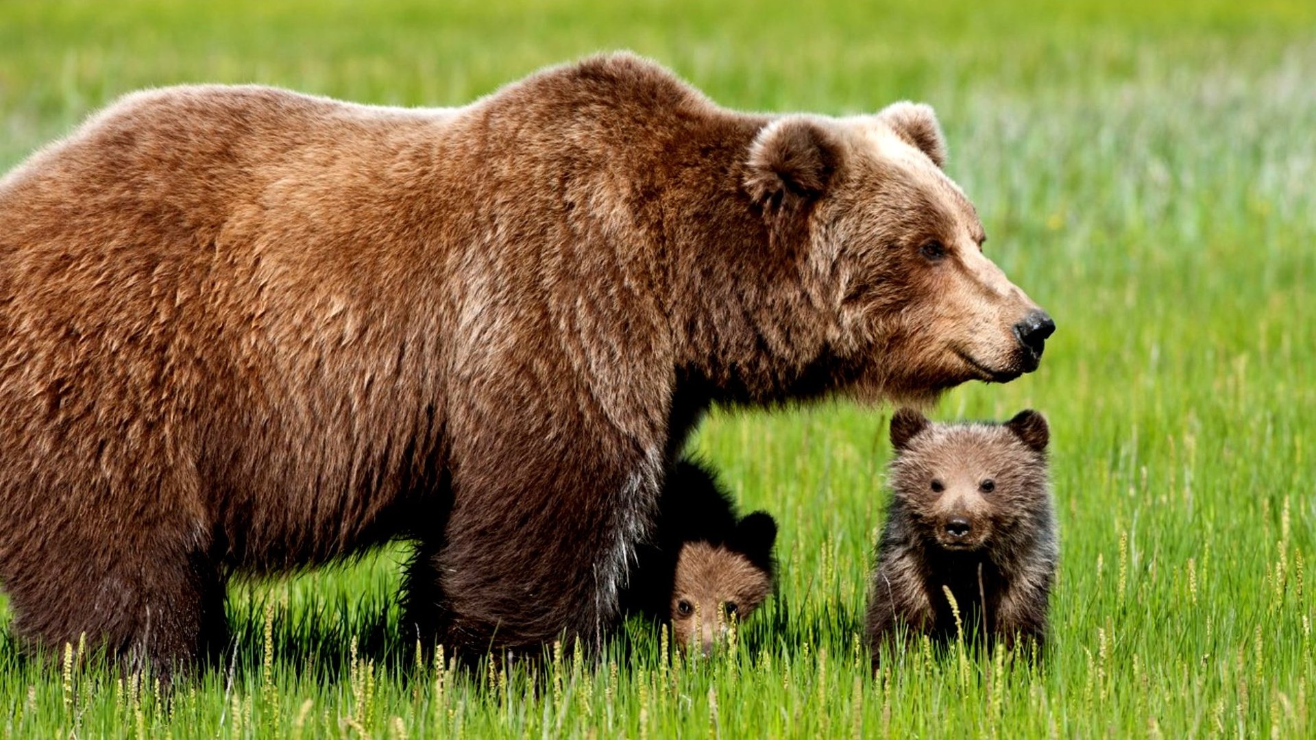Обои трава, медведь, прогулка, медведи, бурый медведь, детеныши, медведица, медвежата, grass, bear, walk, bears, brown bear, cubs разрешение 2000x1328 Загрузить