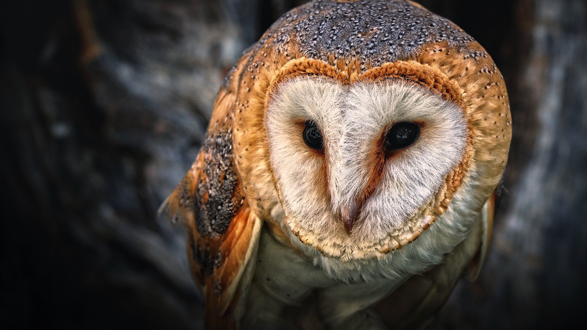 Обои глаза, сова, птица, клюв, филин, сипуха, eyes, owl, bird, beak, the barn owl разрешение 1920x1280 Загрузить