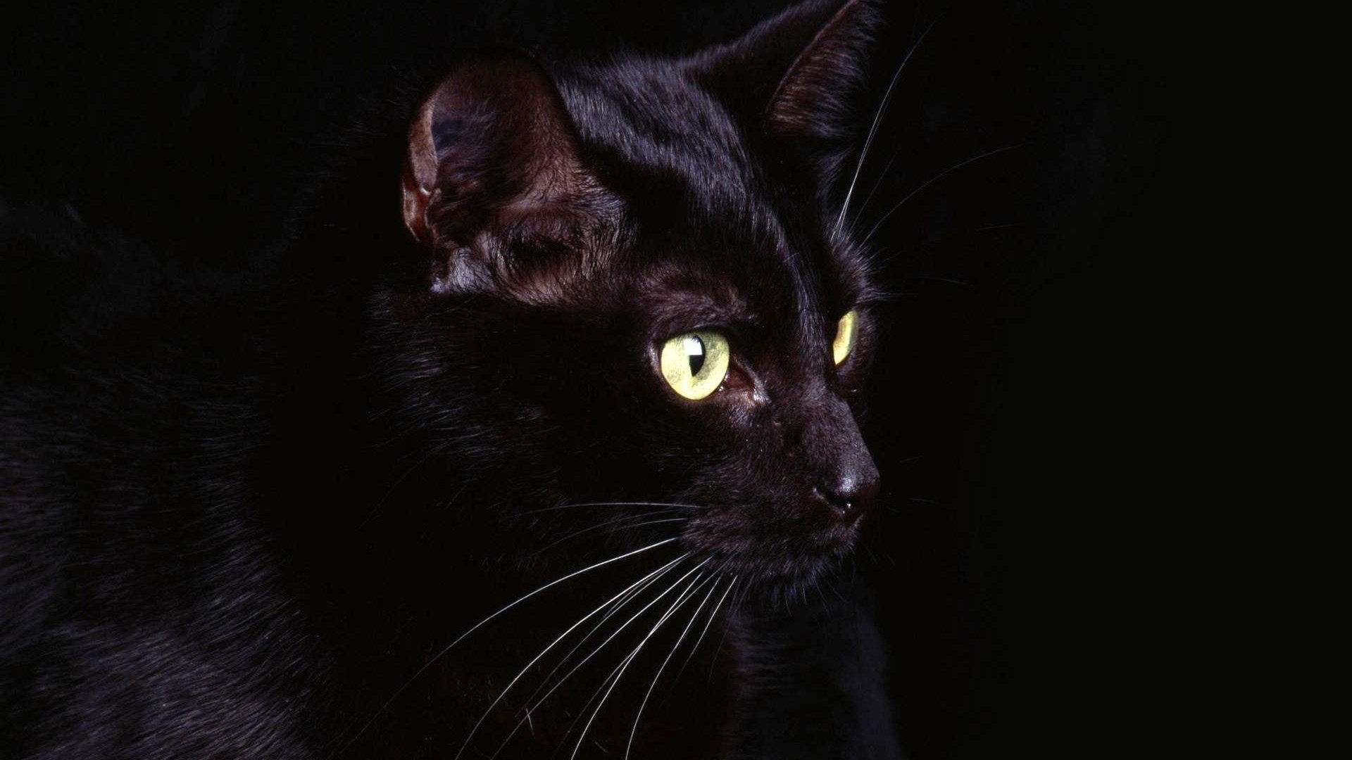 Обои глаза, кот, кошка, черный, черный фон, eyes, cat, black, black background разрешение 1920x1200 Загрузить