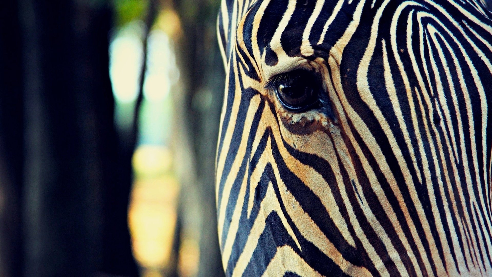 Обои морда, зебра, полоски, макро, глаз, face, zebra, strips, macro, eyes разрешение 1920x1200 Загрузить