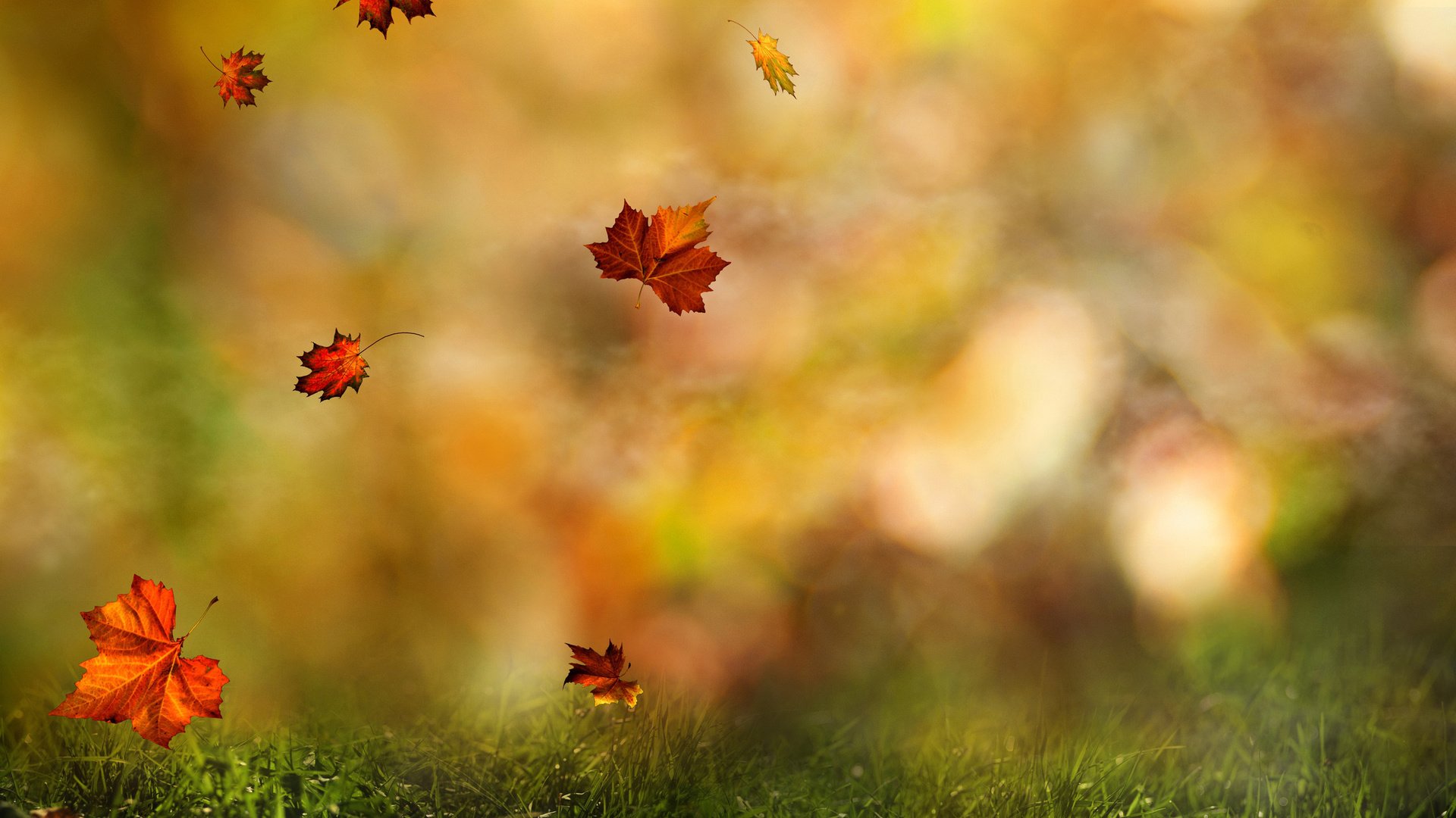 Обои трава, листья, полет, осень, клен, боке, grass, leaves, flight, autumn, maple, bokeh разрешение 2560x1600 Загрузить