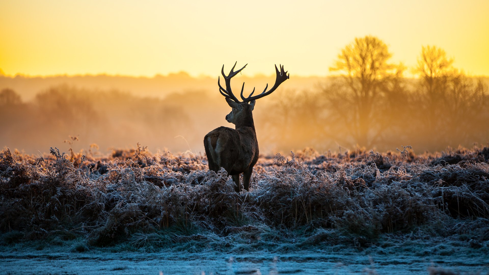 Обои трава, природа, олень, зима, рассвет, иней, рога, лень, grass, nature, deer, winter, dawn, frost, horns, laziness разрешение 5616x3744 Загрузить