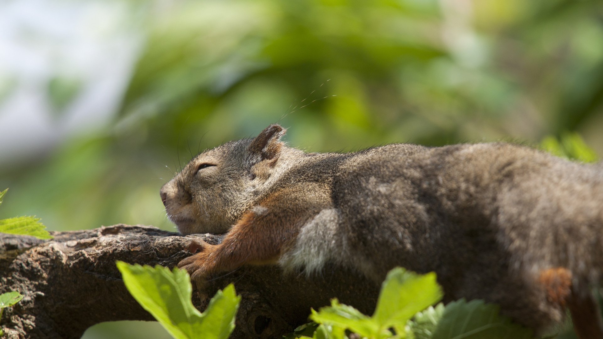 Обои ветка, природа, листья, животные, лето, спит, белка, branch, nature, leaves, animals, summer, sleeping, protein разрешение 1920x1200 Загрузить