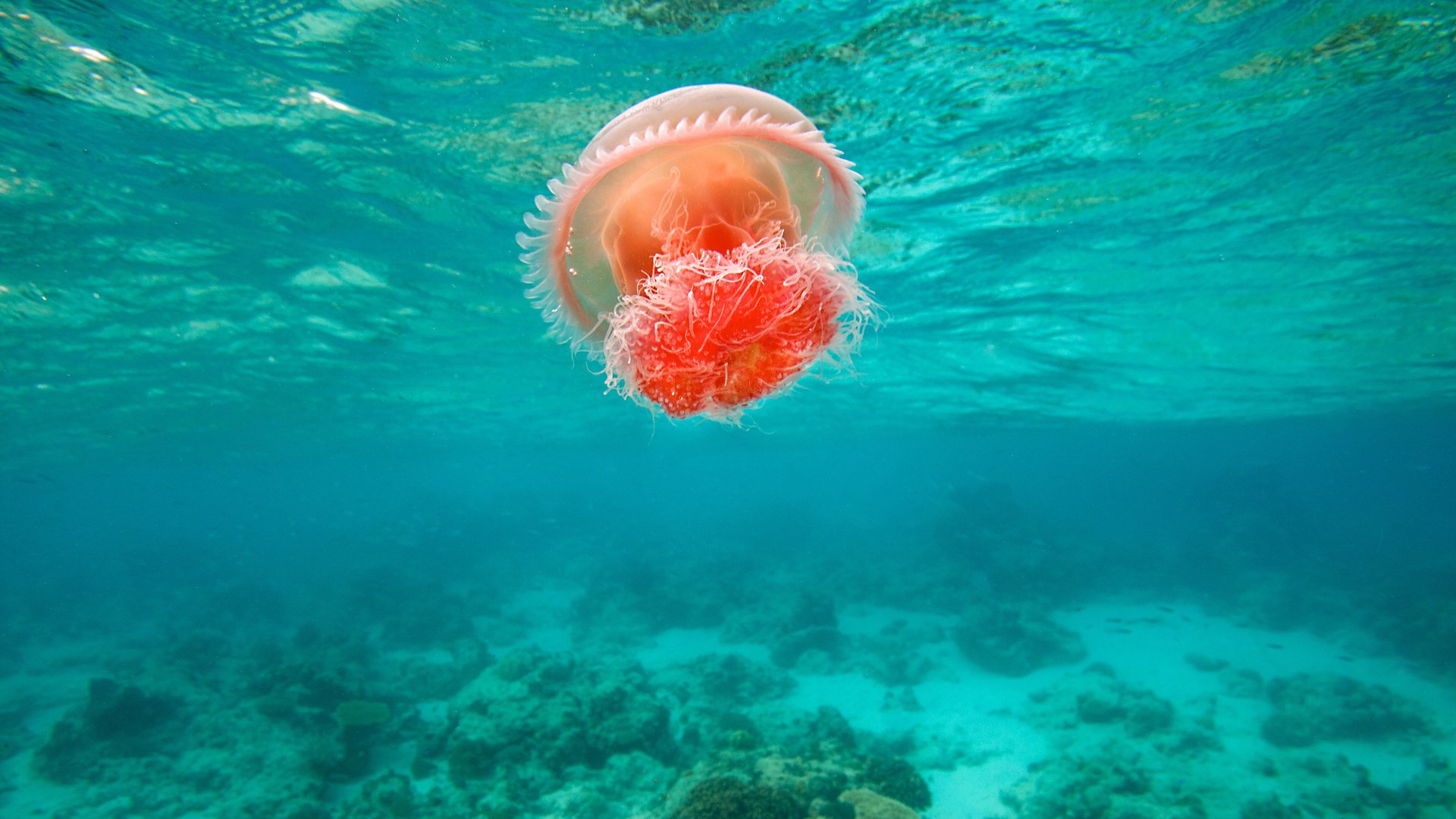 Обои океан, медуза, течение, подводный мир, яркая, филиппины, the ocean, medusa, for, underwater world, bright, philippines разрешение 2048x1365 Загрузить