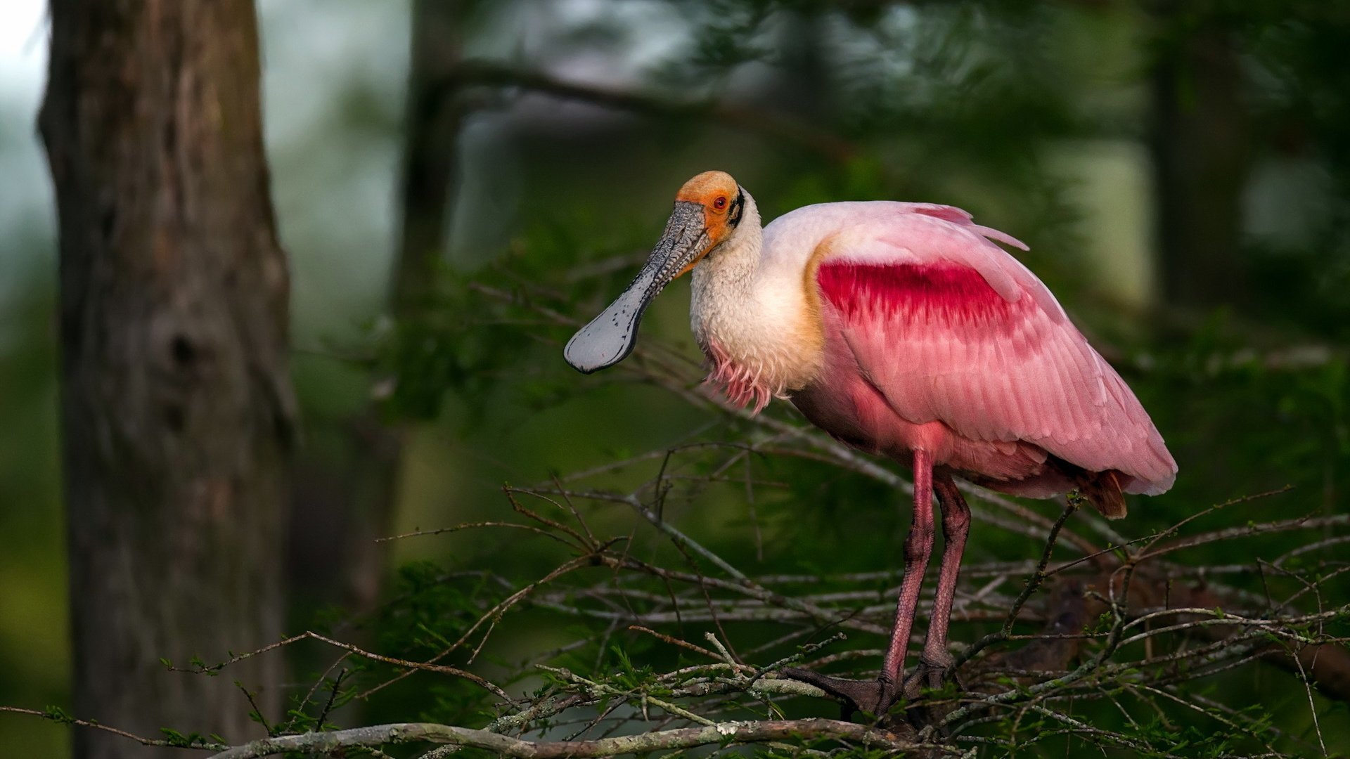 Обои природа, птица, розовая, колпица, roseate spoonbill, nature, bird, pink, spoonbill разрешение 1920x1200 Загрузить