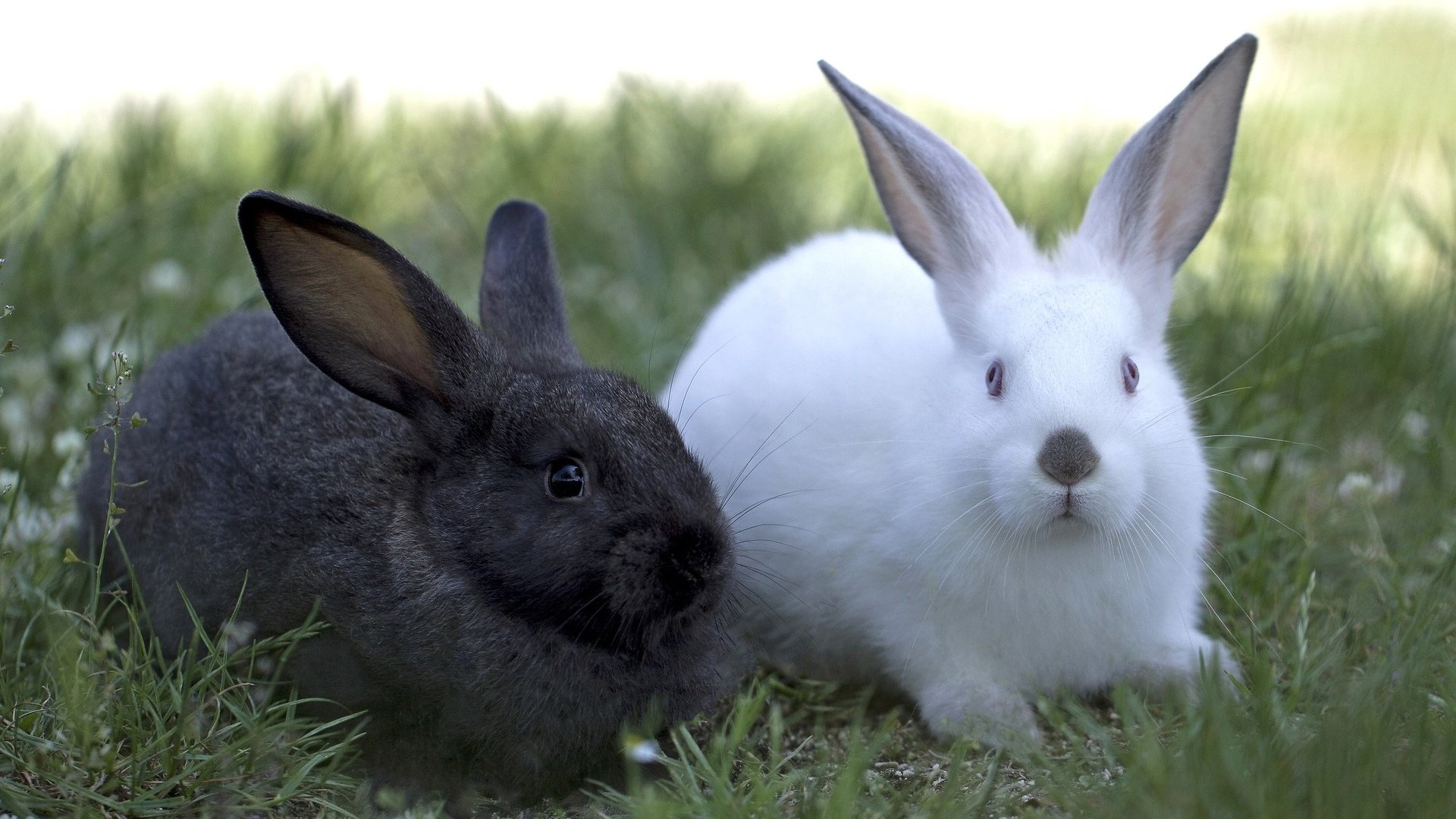 Обои трава, черный, белый, кролики, grass, black, white, rabbits разрешение 2048x1365 Загрузить