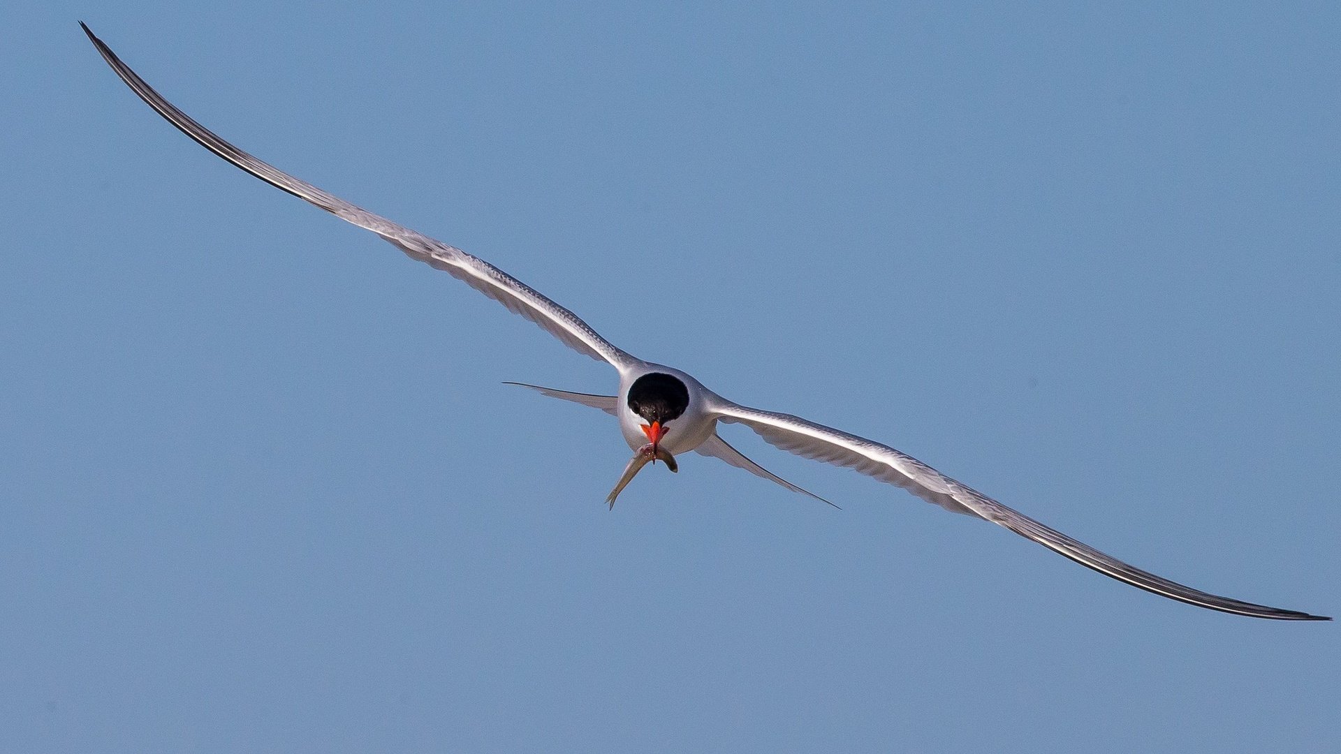 Обои небо, полет, крылья, чайка, птицы, рыбка.клюв, the sky, flight, wings, seagull, birds, fish.beak разрешение 2048x1365 Загрузить