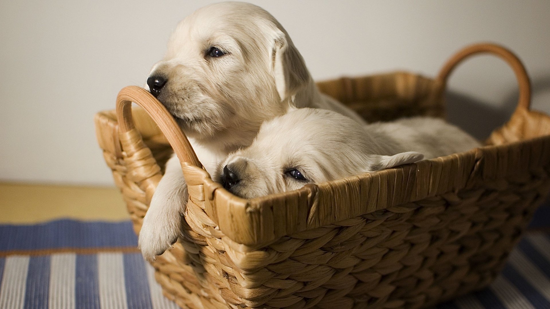 Обои щенки, малыши, лабрадор, корзинка, собаки, мордочки, puppies, kids, labrador, basket, dogs, faces разрешение 2200x1463 Загрузить