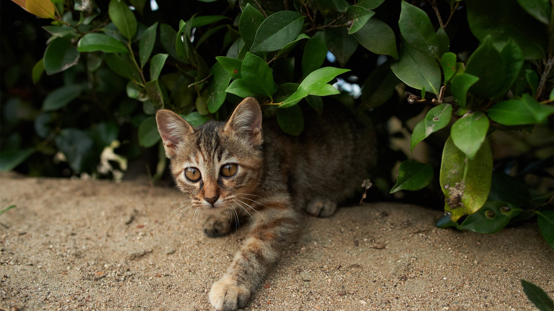 Обои зелень, кошка, взгляд, котенок, куст, полосатый, greens, cat, look, kitty, bush, striped разрешение 1920x1200 Загрузить