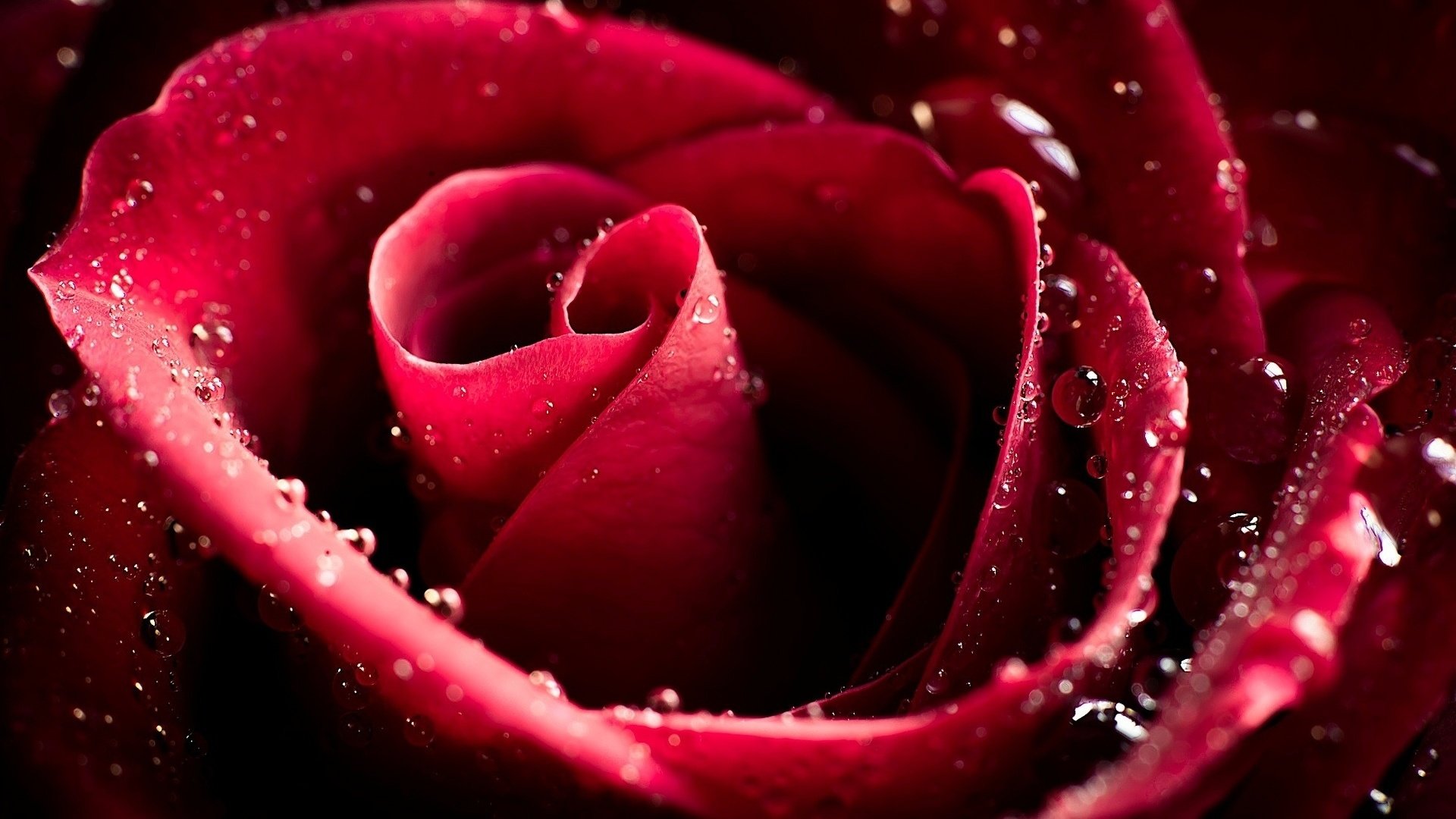 Обои макро, цветок, капли, роза, лепестки, бутон, бордовые, macro, flower, drops, rose, petals, bud, burgundy разрешение 1920x1200 Загрузить