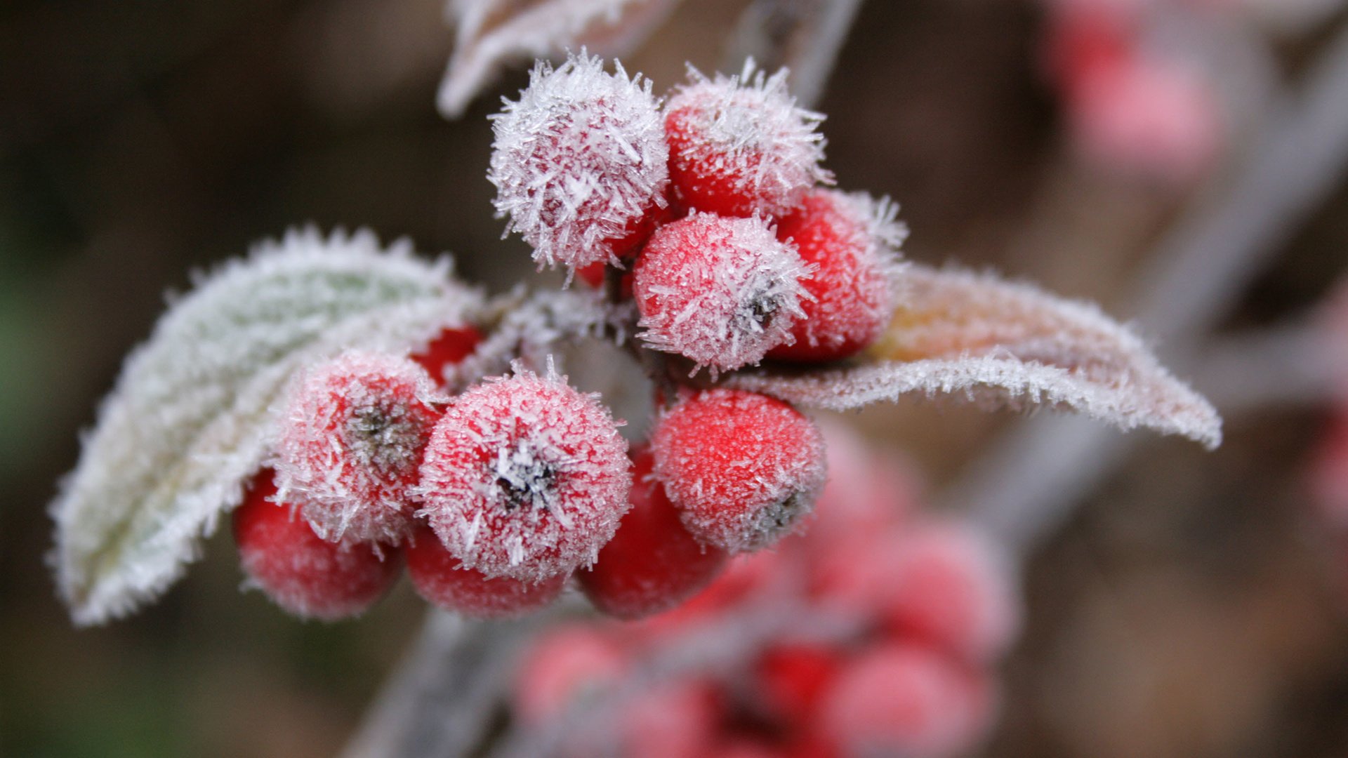 Обои природа, листья, ветки, иней, лист, размытость, ягоды, рябина, nature, leaves, branches, frost, sheet, blur, berries, rowan разрешение 2560x1600 Загрузить