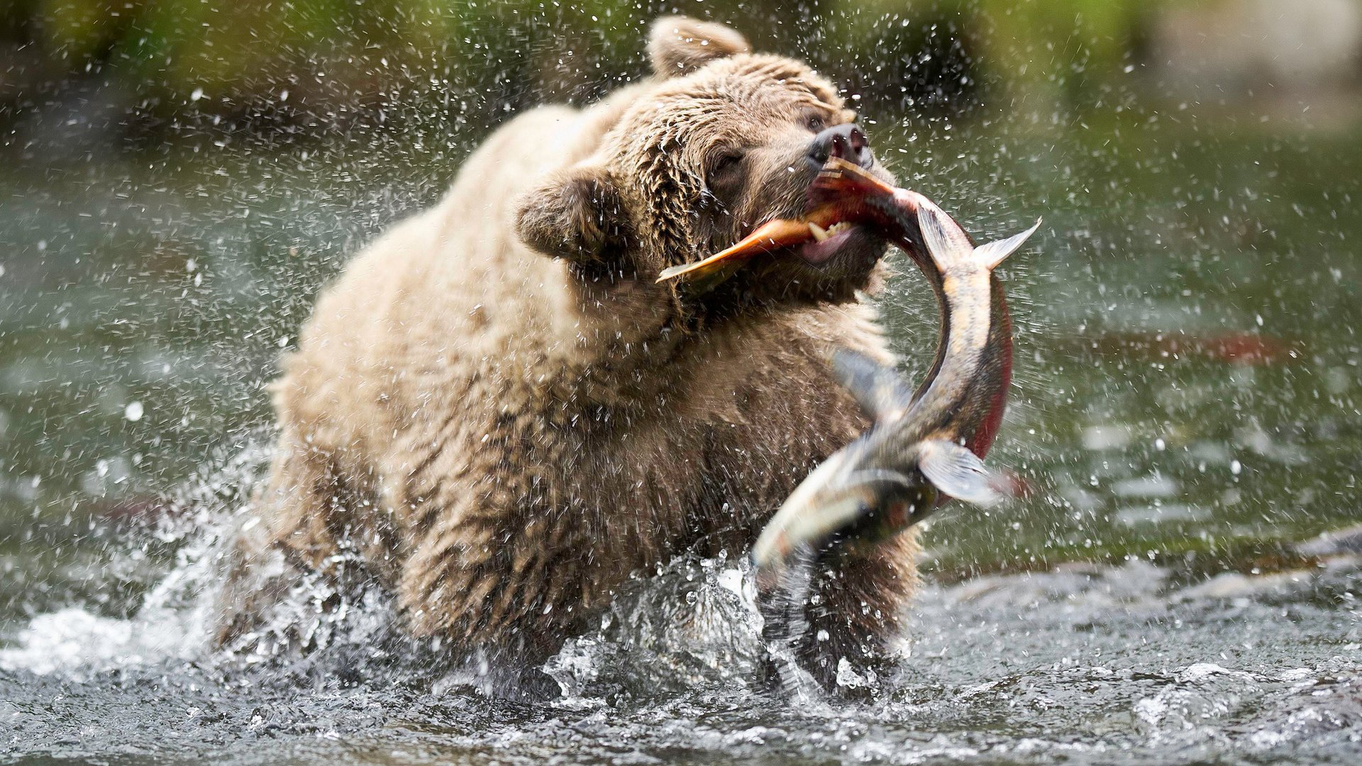 Обои медведь, сша, аляска, бурый медведь, русская река, bear, usa, alaska, brown bear, russian river разрешение 1920x1200 Загрузить