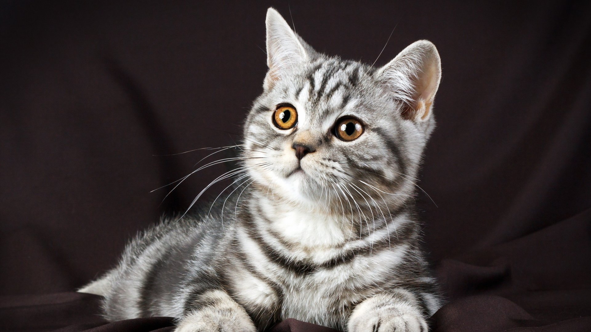 Обои фон, мордочка, кошка, взгляд, котенок, лапки, американская короткошёрстная кошка, background, muzzle, cat, look, kitty, legs разрешение 2560x1600 Загрузить