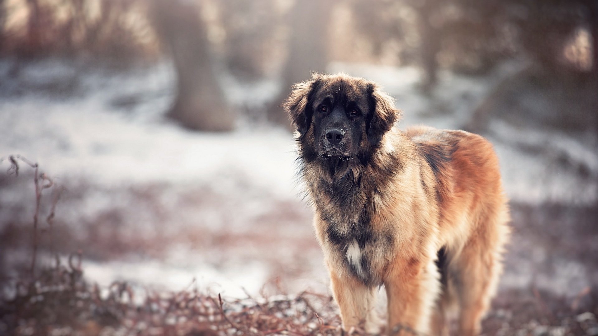 Обои природа, взгляд, собака, размытость, кавказская овчарка, nature, look, dog, blur, the caucasian shepherd dog разрешение 1920x1200 Загрузить