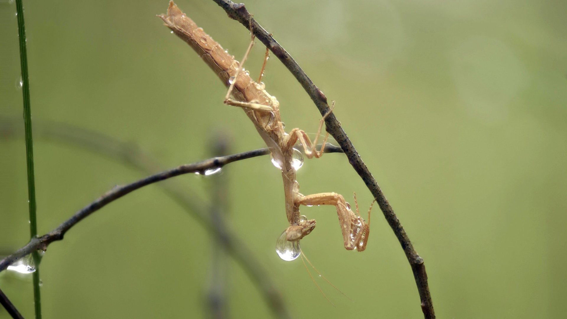 Обои макро, насекомое, капли, дождь, богомол, ziva & amir, macro, insect, drops, rain, mantis разрешение 2007x1358 Загрузить