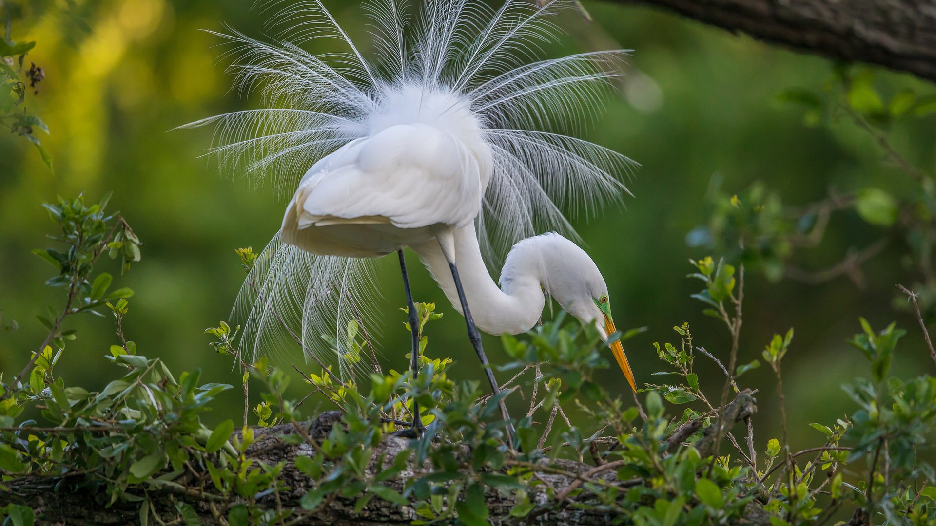 Обои природа, птица, перья, хвост, цапля, птаха, белая цапля, nature, bird, feathers, tail, heron, white egret разрешение 2048x1365 Загрузить