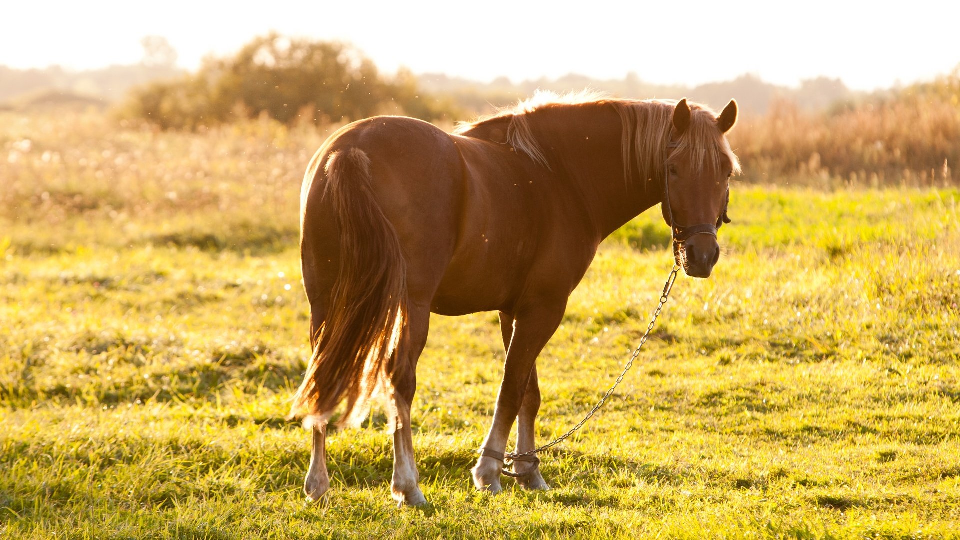 Обои лошадь, трава, солнце, лето, пастбище, конь, hourse, horse, grass, the sun, summer, pasture разрешение 3888x2592 Загрузить