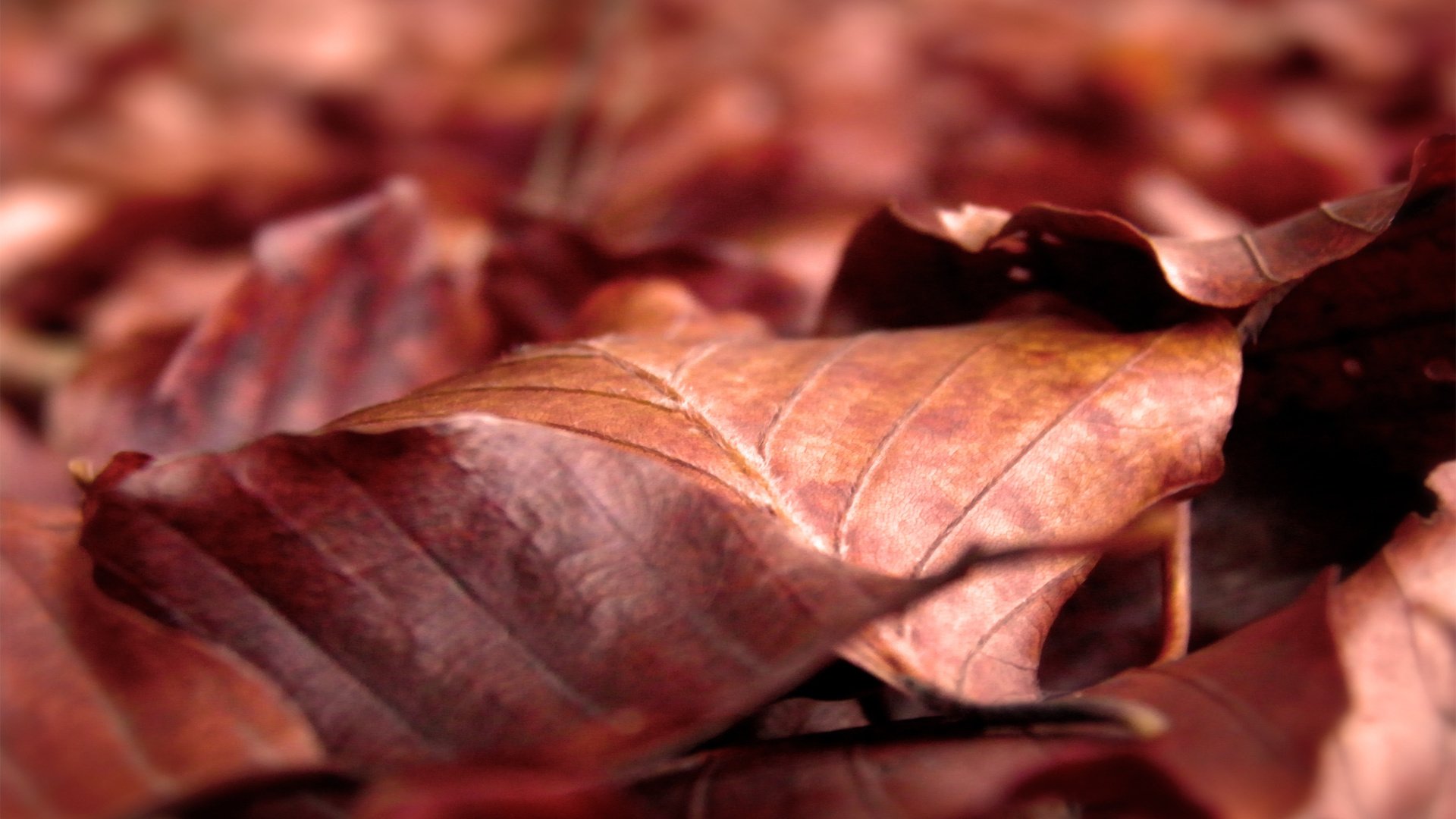 Обои природа, листья, макро, осень, сухие, осенние, nature, leaves, macro, autumn, dry разрешение 2560x1600 Загрузить